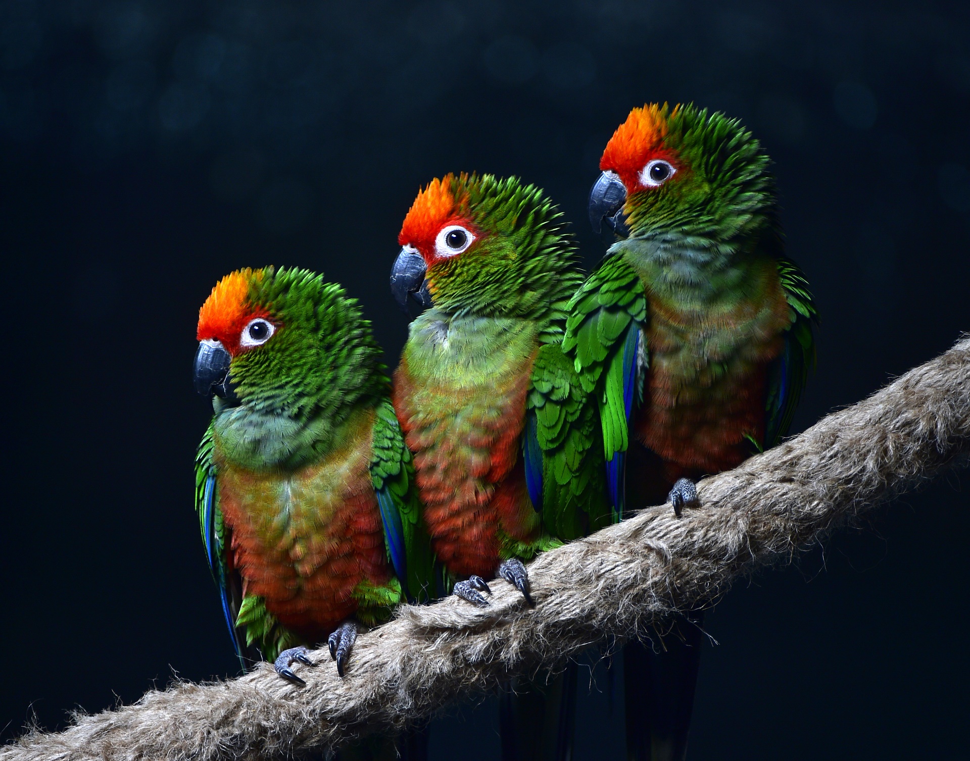 parrot, birds, animal, macaw