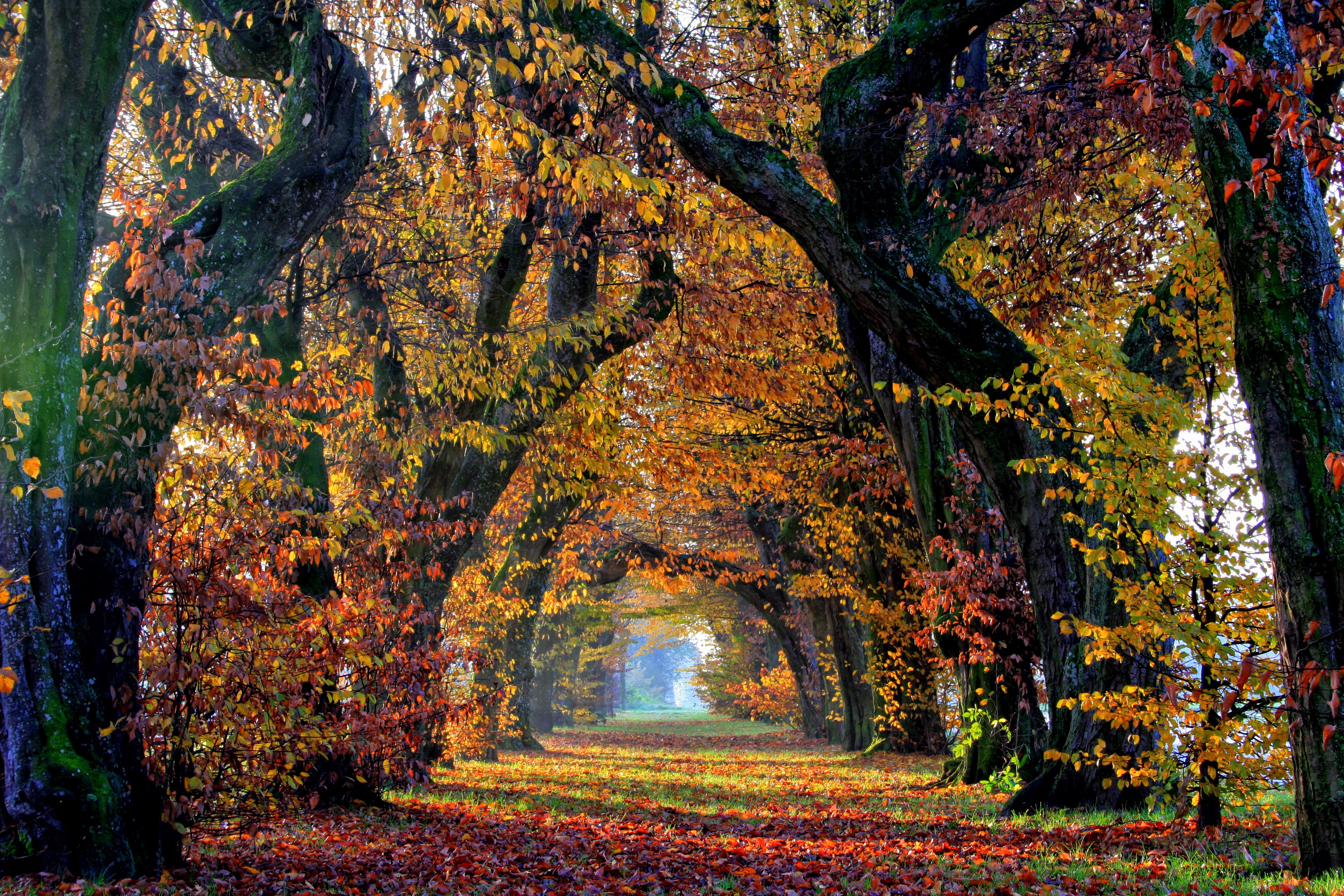 Осенняя аллея в лесу