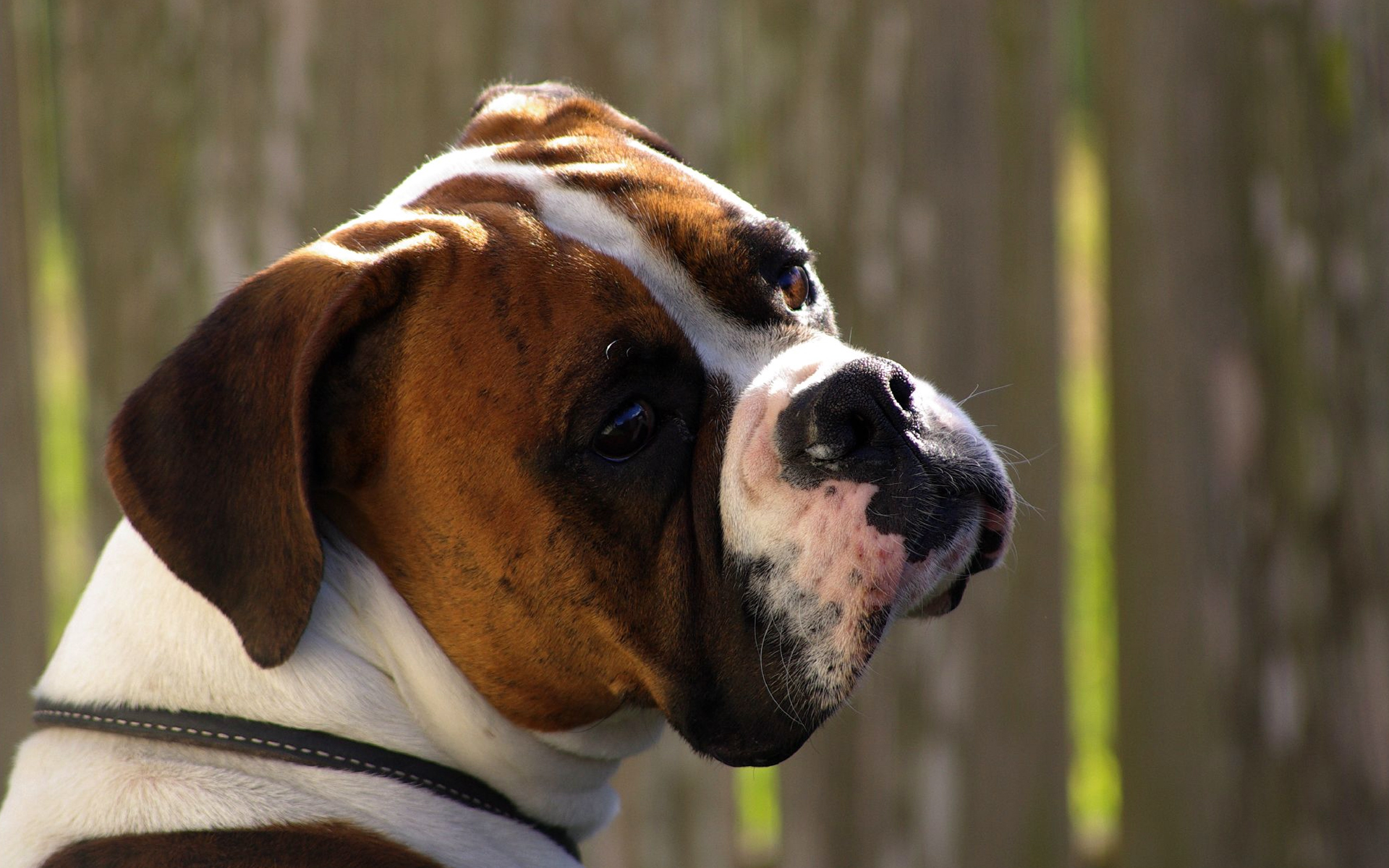 animal, boxer, dogs cell phone wallpapers