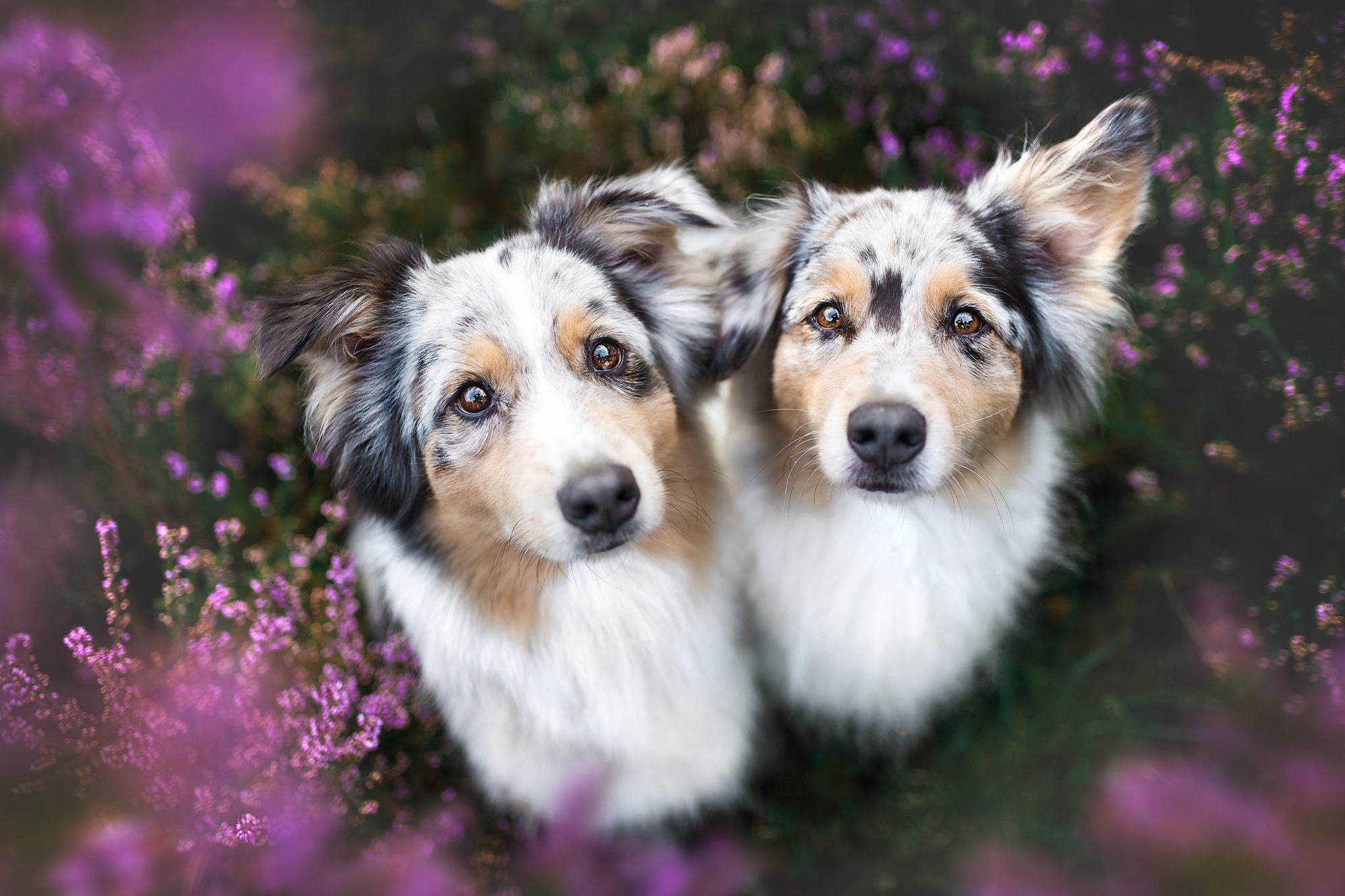 481118 descargar imagen animales, pastor australiano, perro, flor, brezo, perros: fondos de pantalla y protectores de pantalla gratis