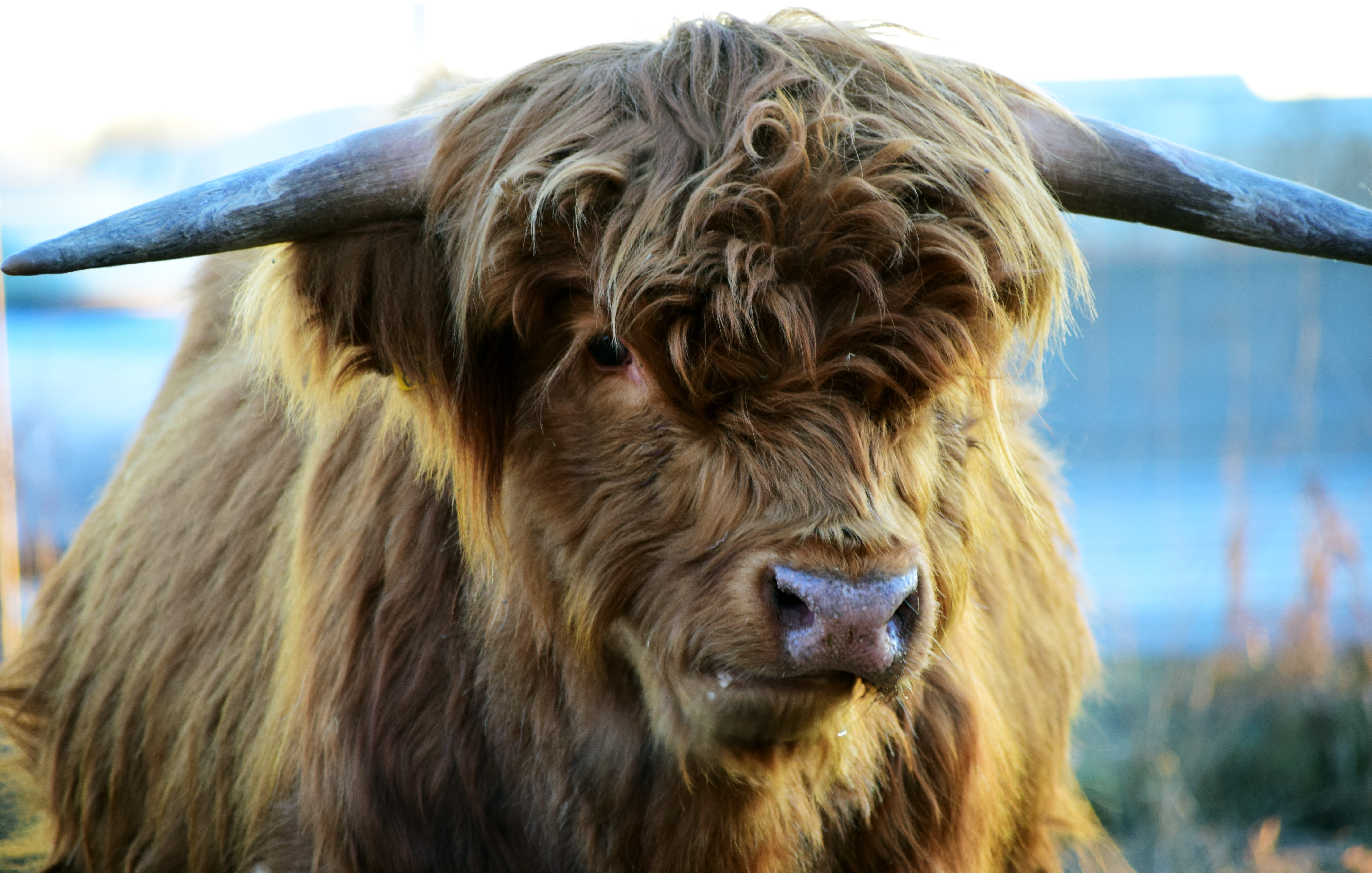 Download mobile wallpaper Highland, Animals, Horns, Cow for free.