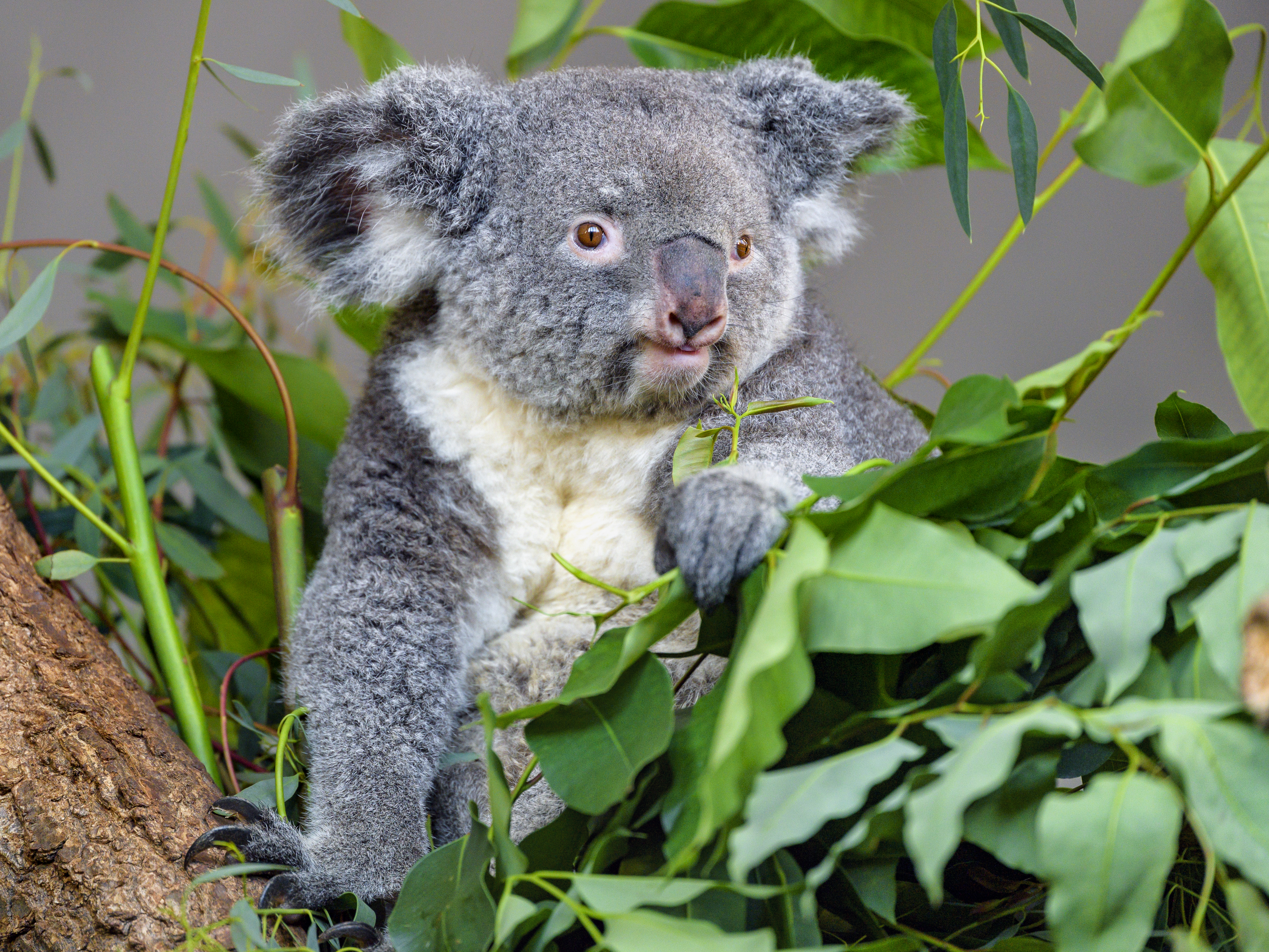 Téléchargez des papiers peints mobile Animaux, Feuilles, Eucalyptus, Faune, Animal, Koala gratuitement.