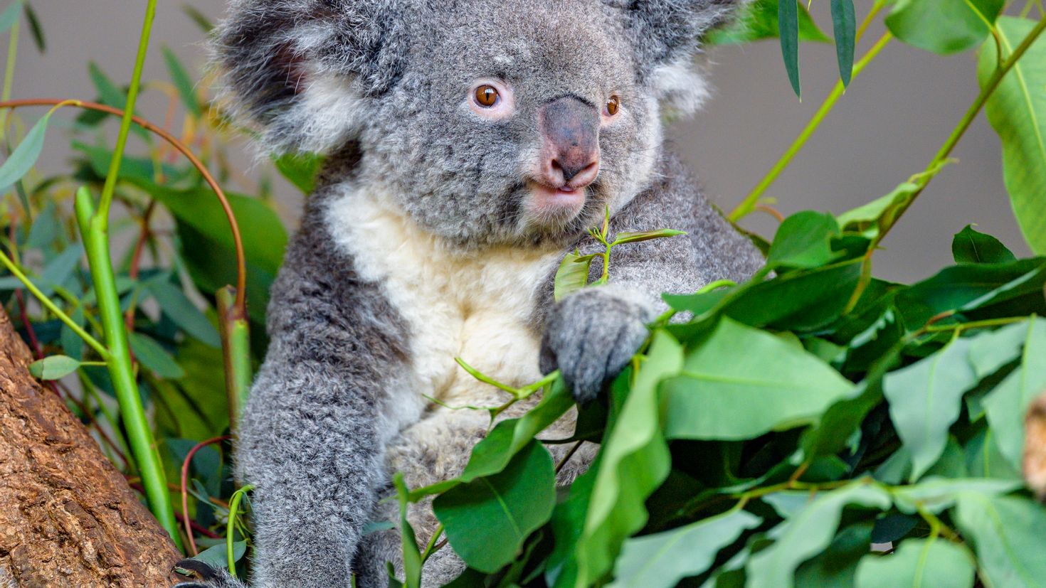 Красная коала. Коала на эвкалипте. Коала листья эвкалипта. Коала питается. Серая коала.