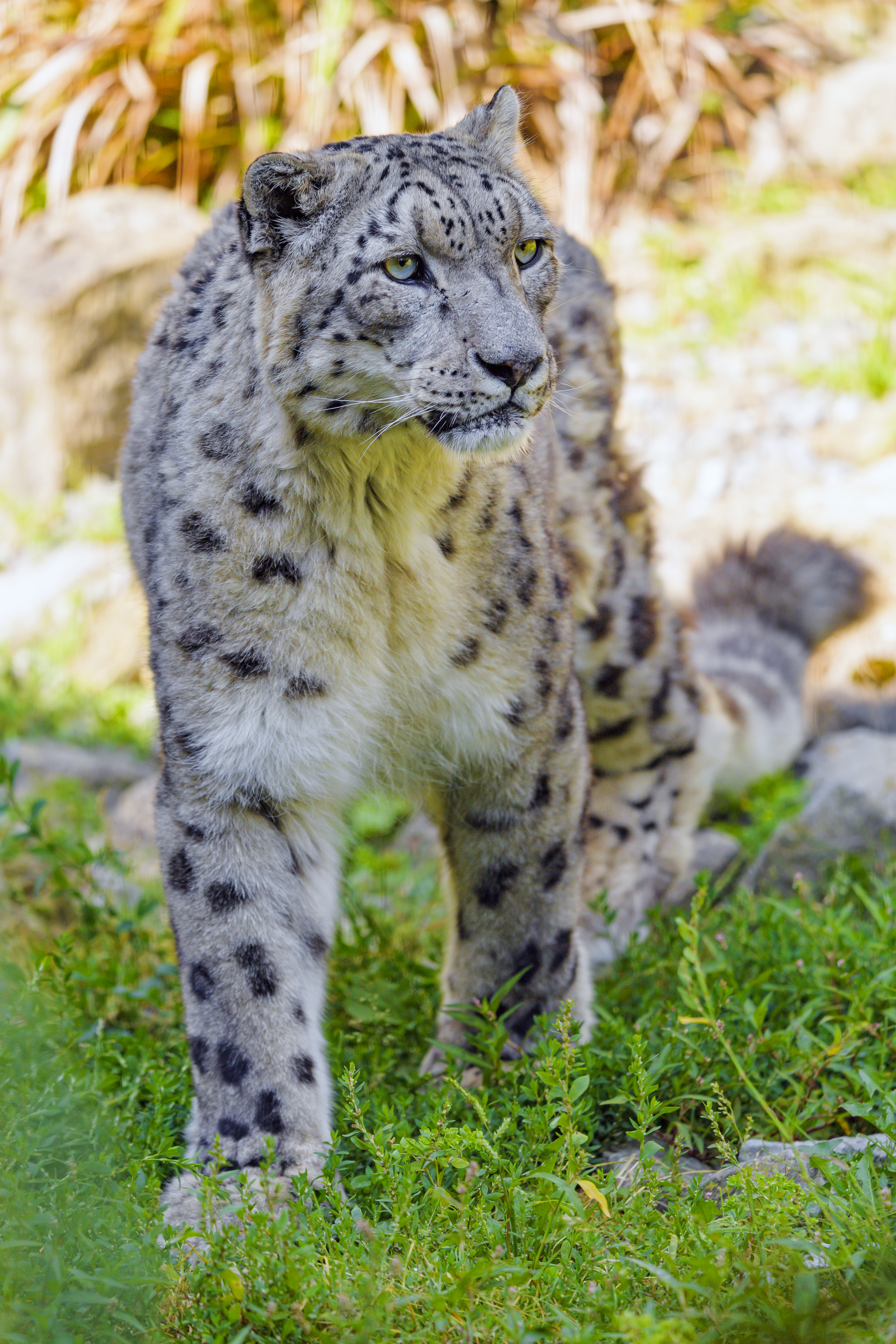 73659 télécharger le fond d'écran snow leopard, fauve, animaux, prédateur, gros chat, faune, la bête, bête - économiseurs d'écran et images gratuitement