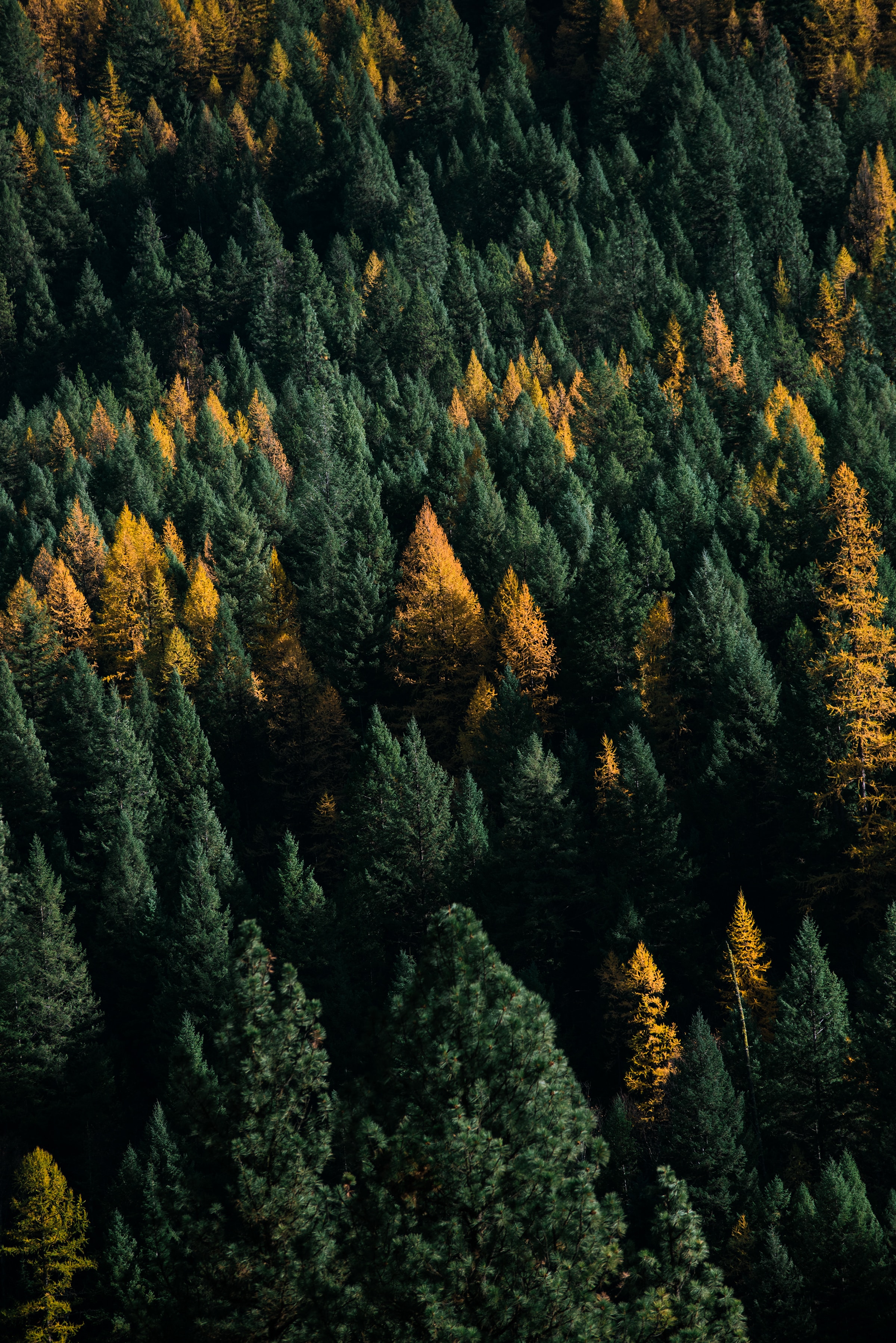 Download mobile wallpaper Coniferous, Top, Tops, Trees, View From Above, Forest, Nature for free.