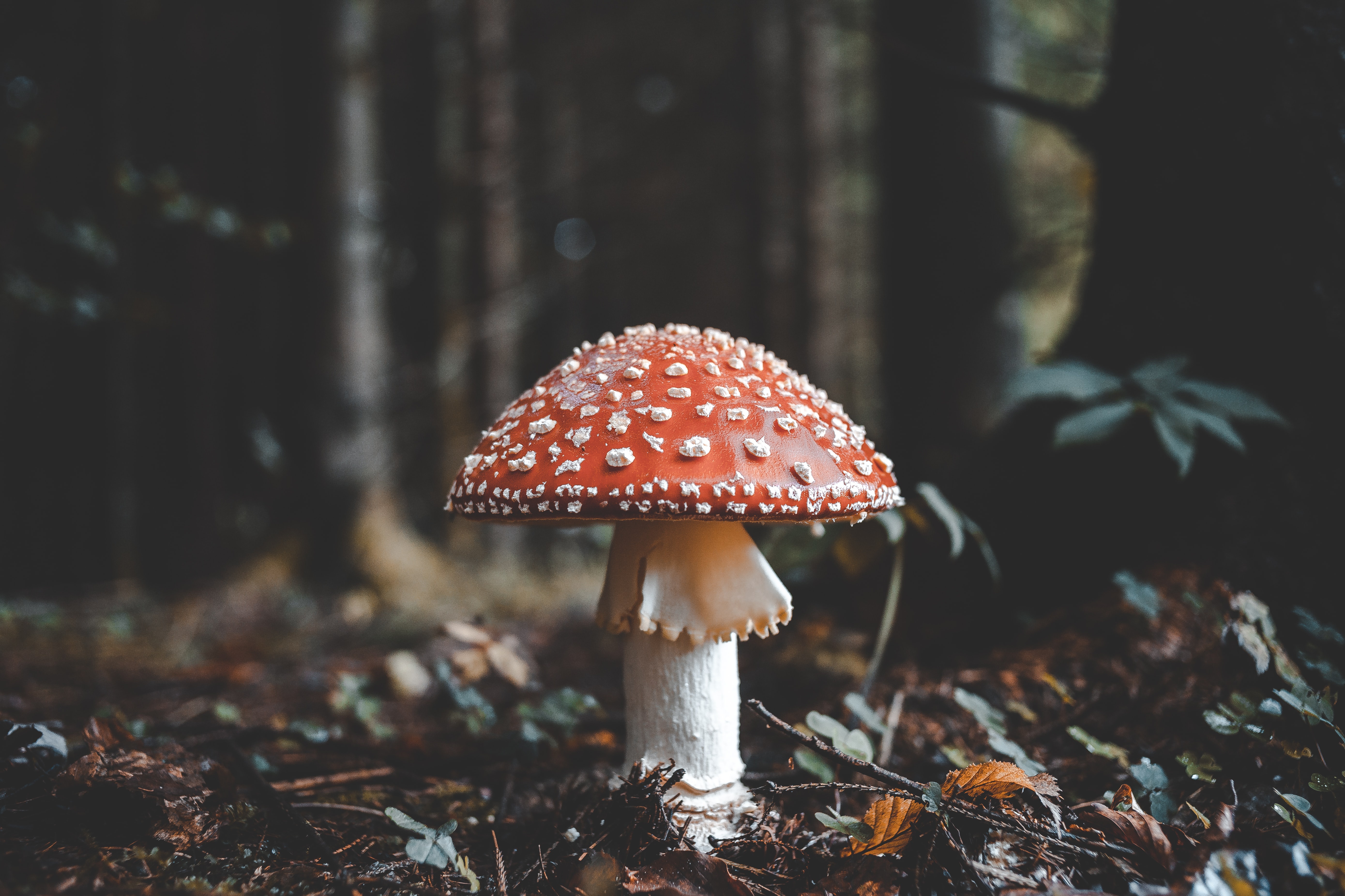 earth, mushroom, fly agaric wallpapers for tablet