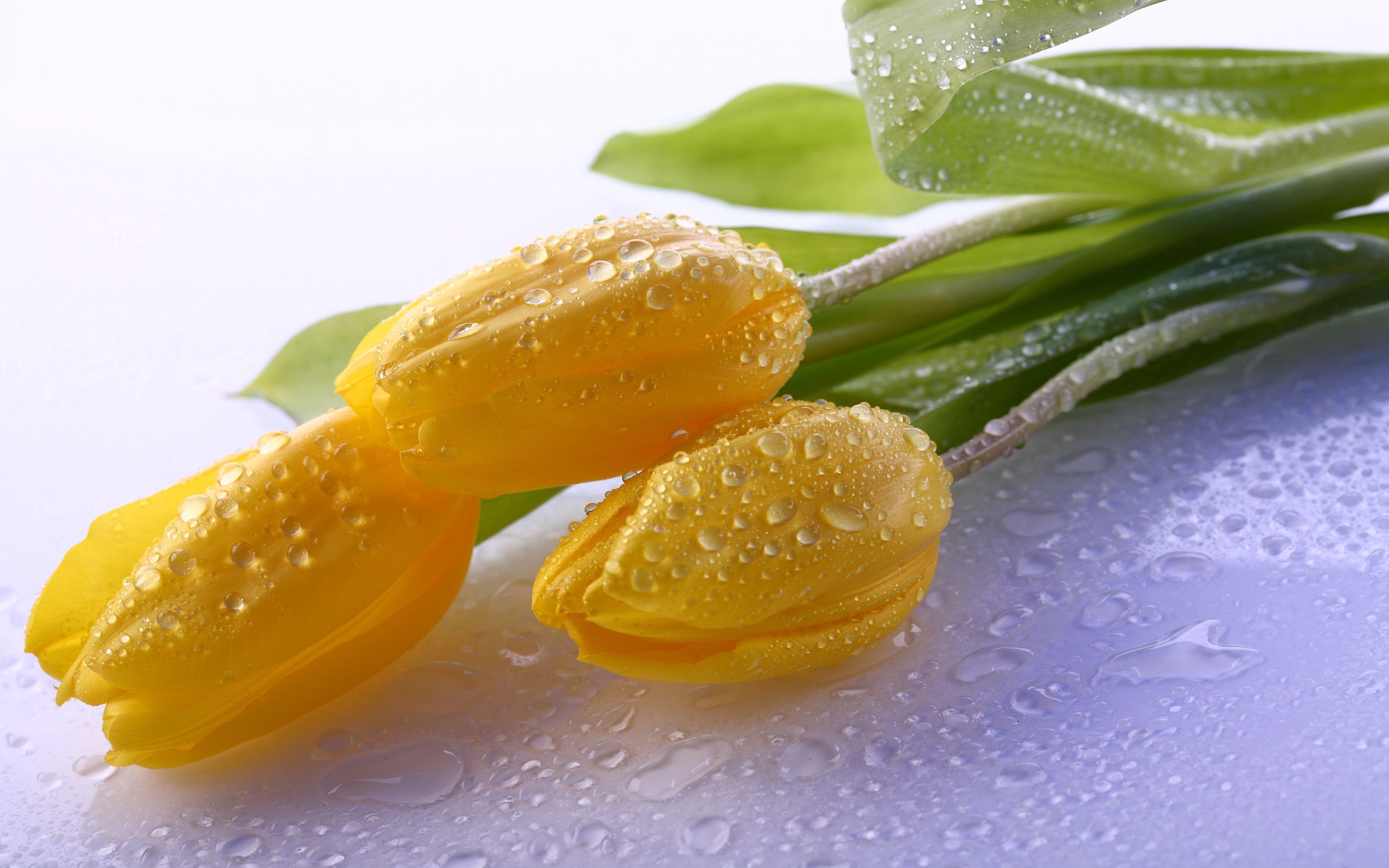 water, flowers, tulips, drops, yellow wallpapers for tablet