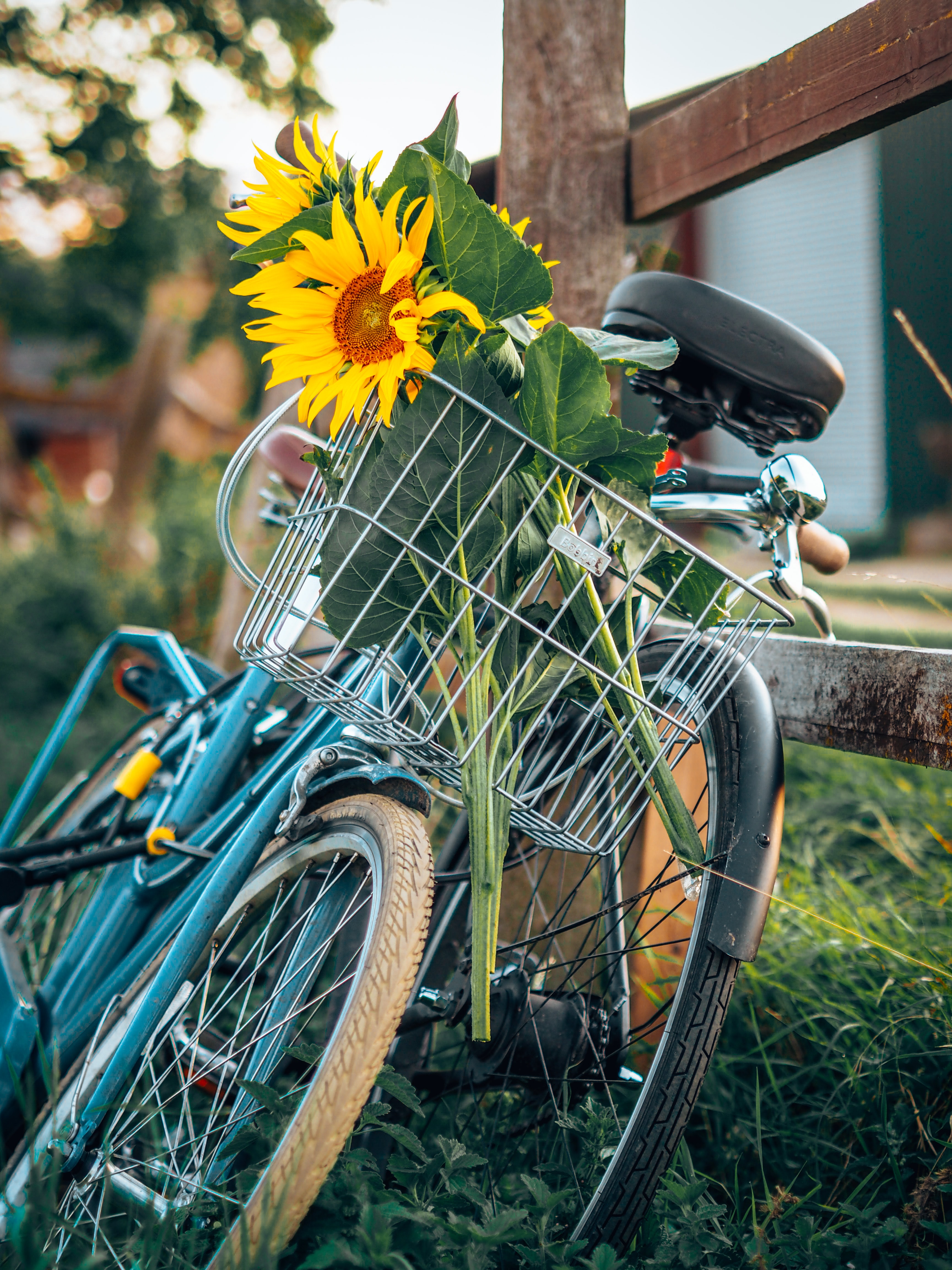 Laden Sie das Verschiedenes, Sonstige, Korb, Blumen, Fahrrad, Sonnenblumen-Bild kostenlos auf Ihren PC-Desktop herunter