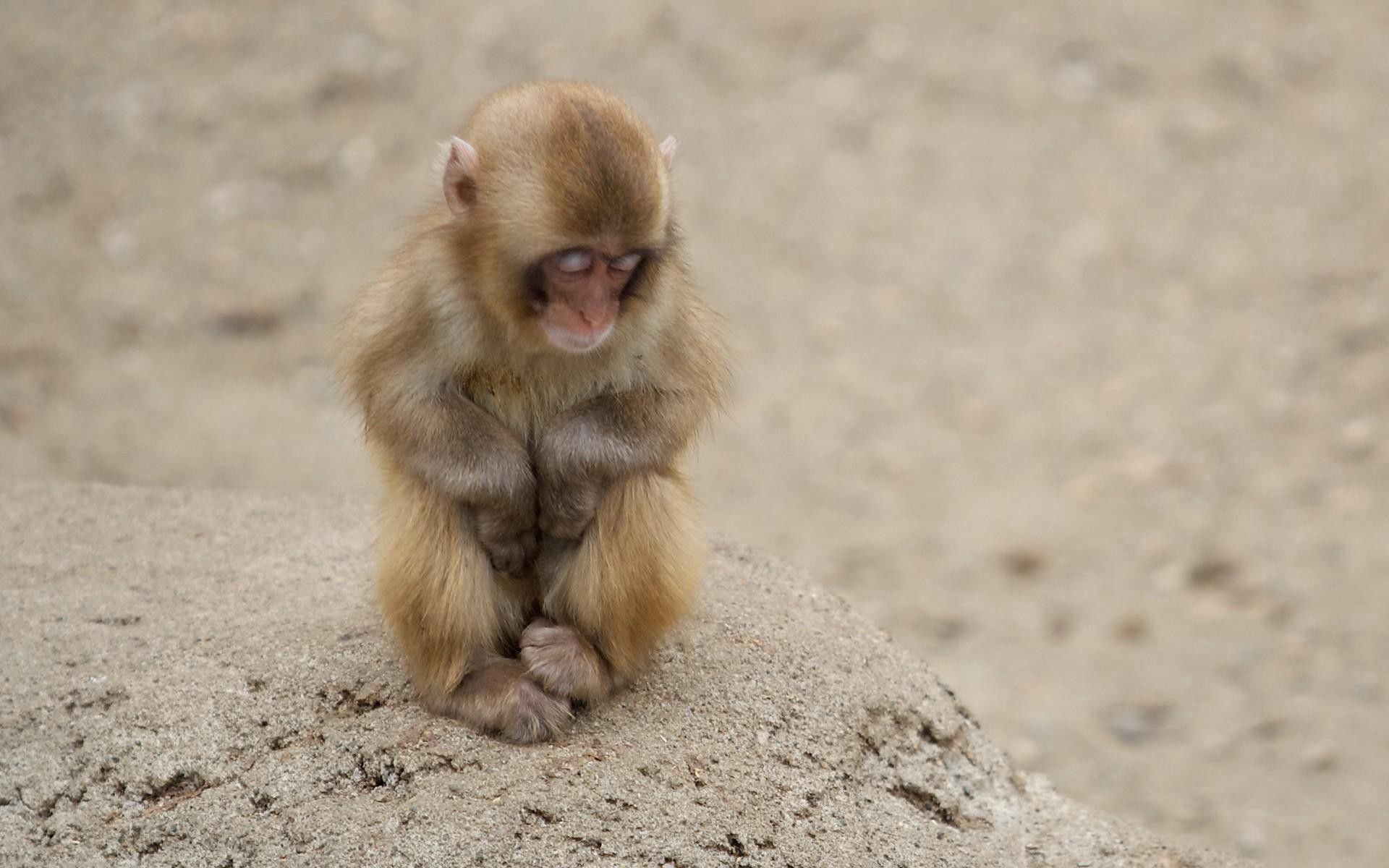 monkey, animals, sand, relaxation, rest, kid, tot lock screen backgrounds