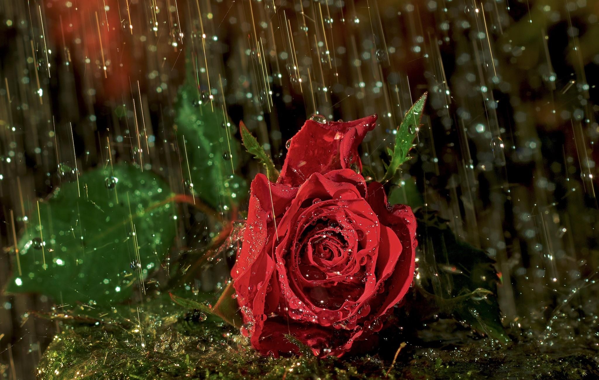 HD wallpaper rose, rose flower, rain, flowers, drops, flower, wet