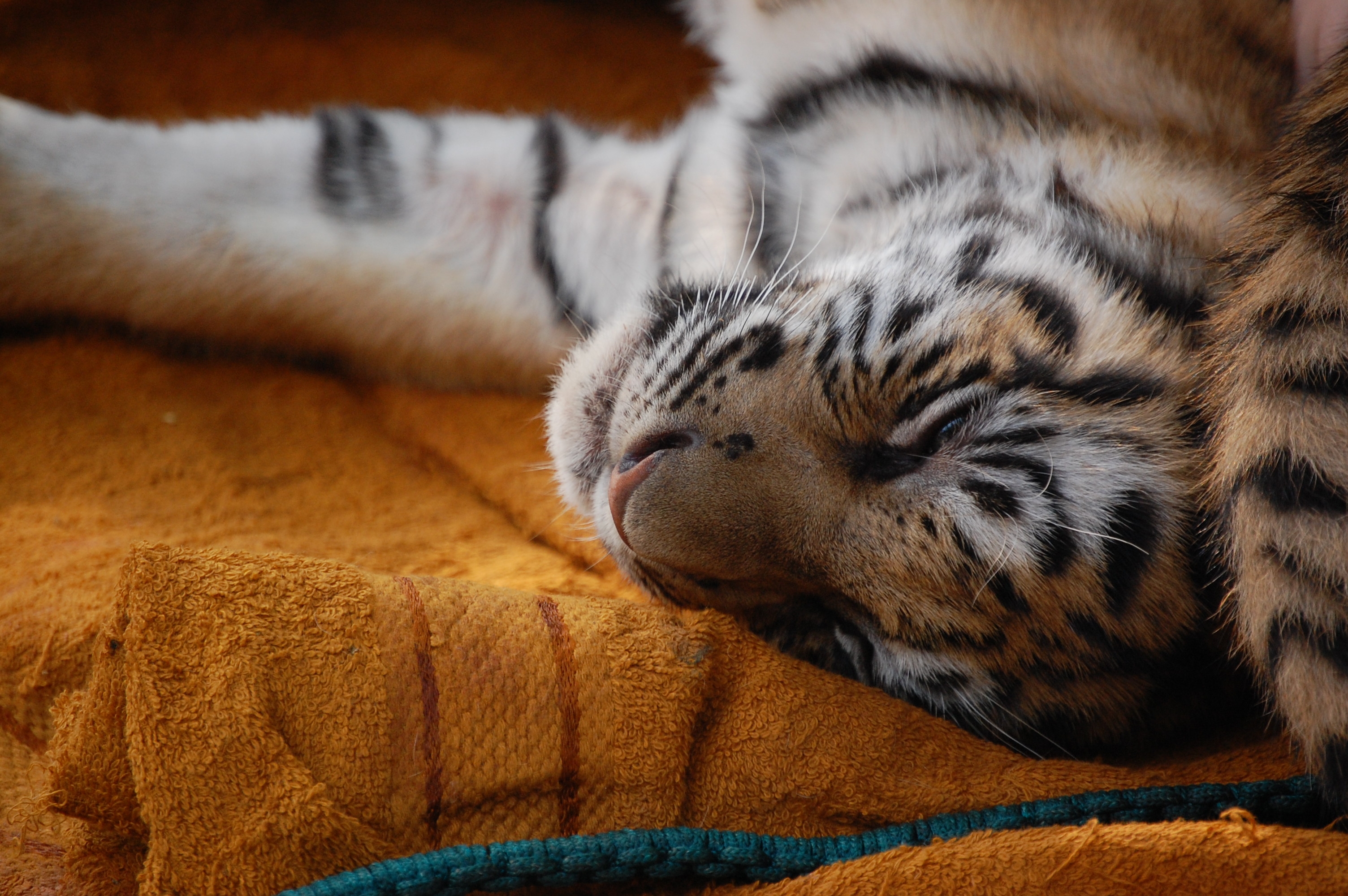 tiger cub, animals, young, muzzle, tiger, sleep, dream, joey 2160p