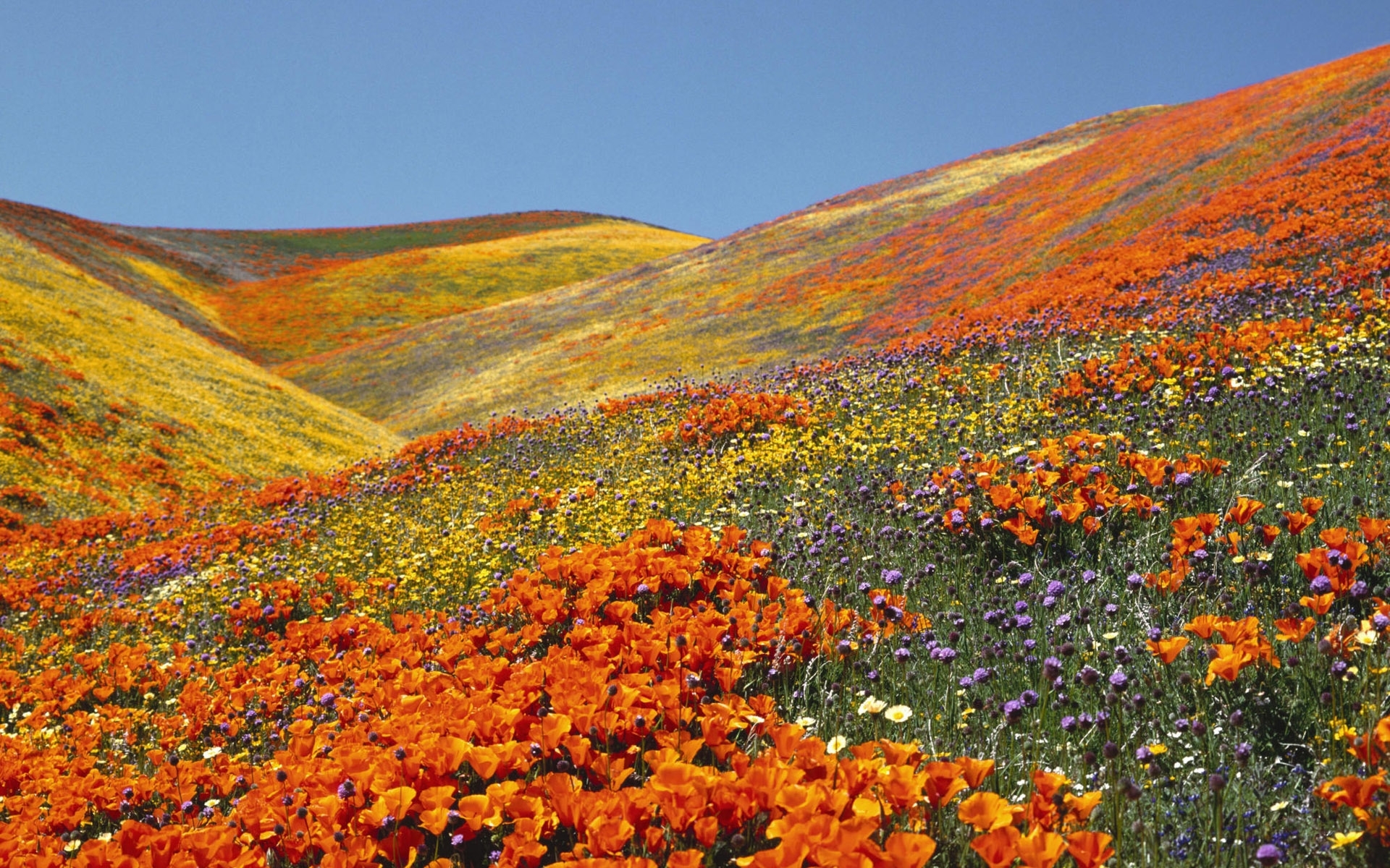 免费下载景观, 性质, 花卉, 领域手机壁纸。