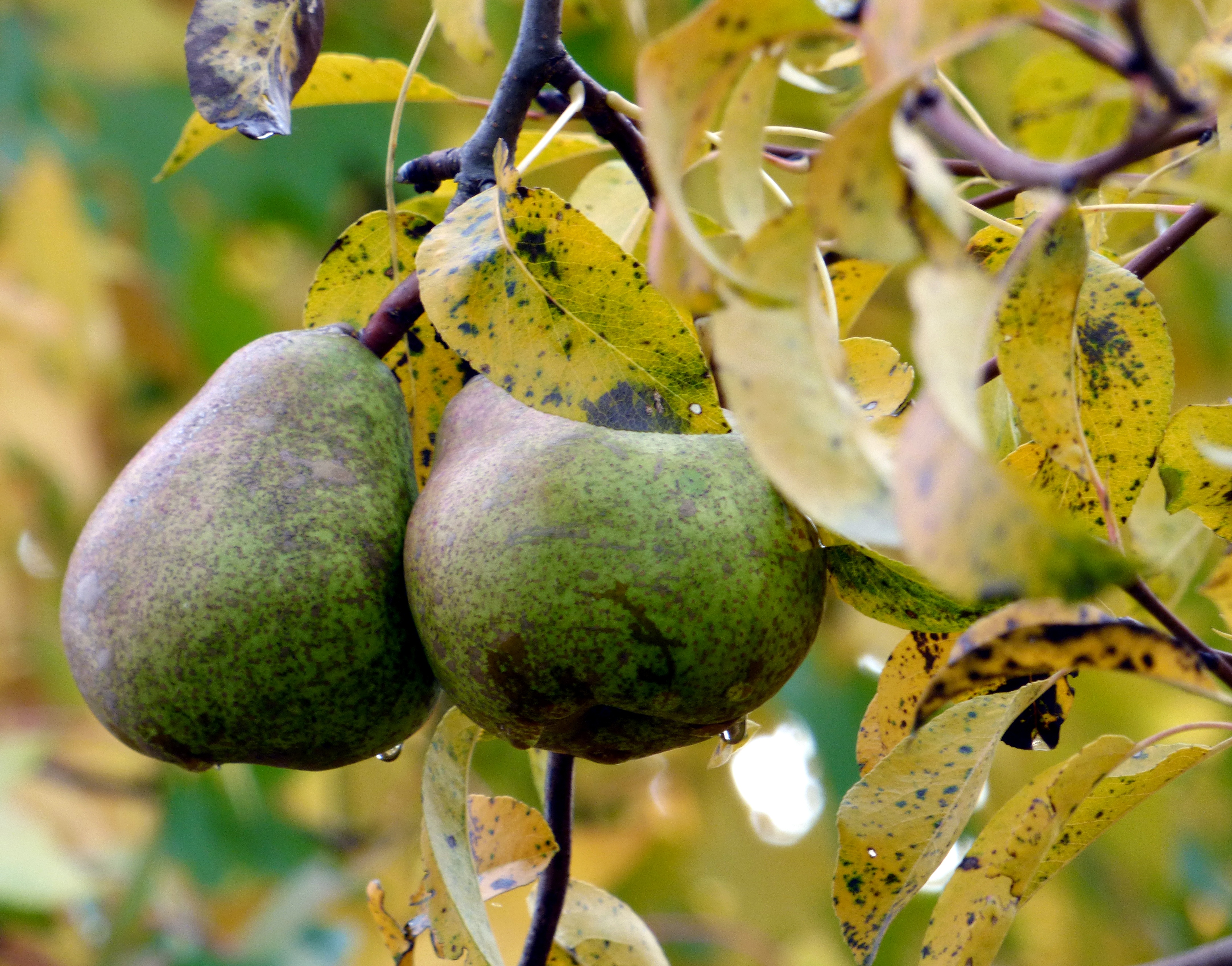 autumn, food, pears, couple, pair, branches, drop lock screen backgrounds