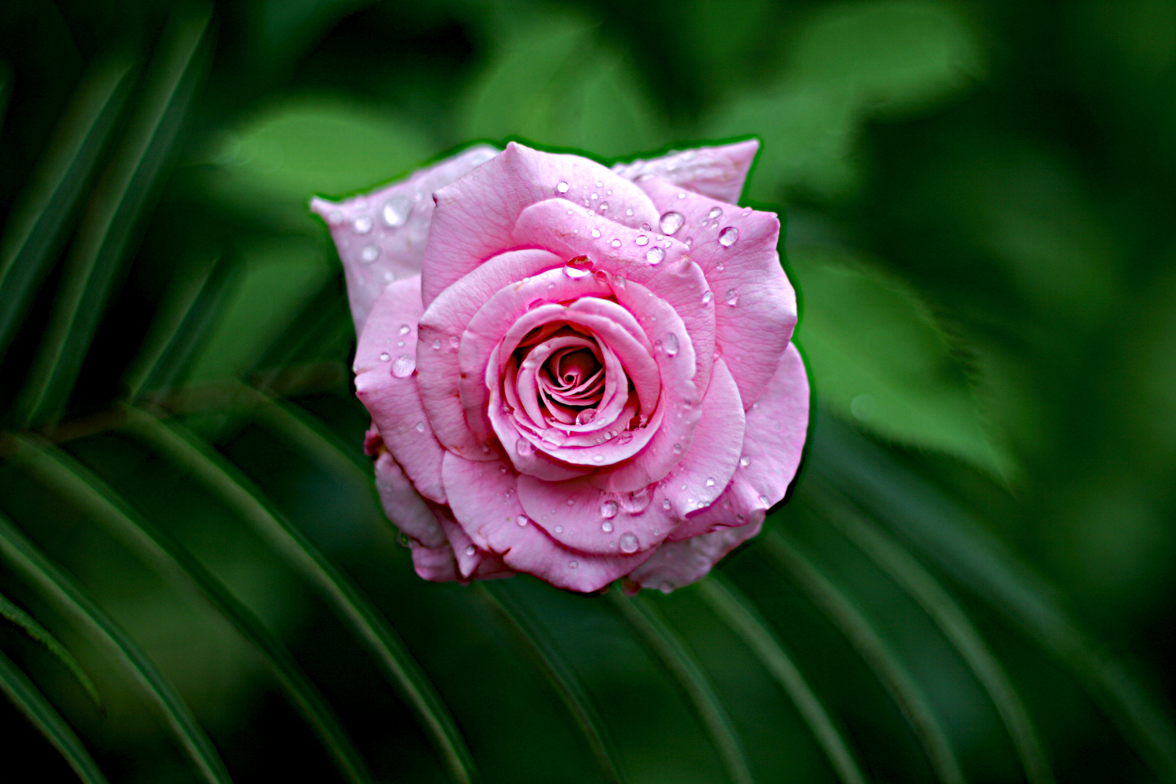 close up, rose flower, wet, drops, flowers, leaves, pink, rose, dew, to dissolve, blossom