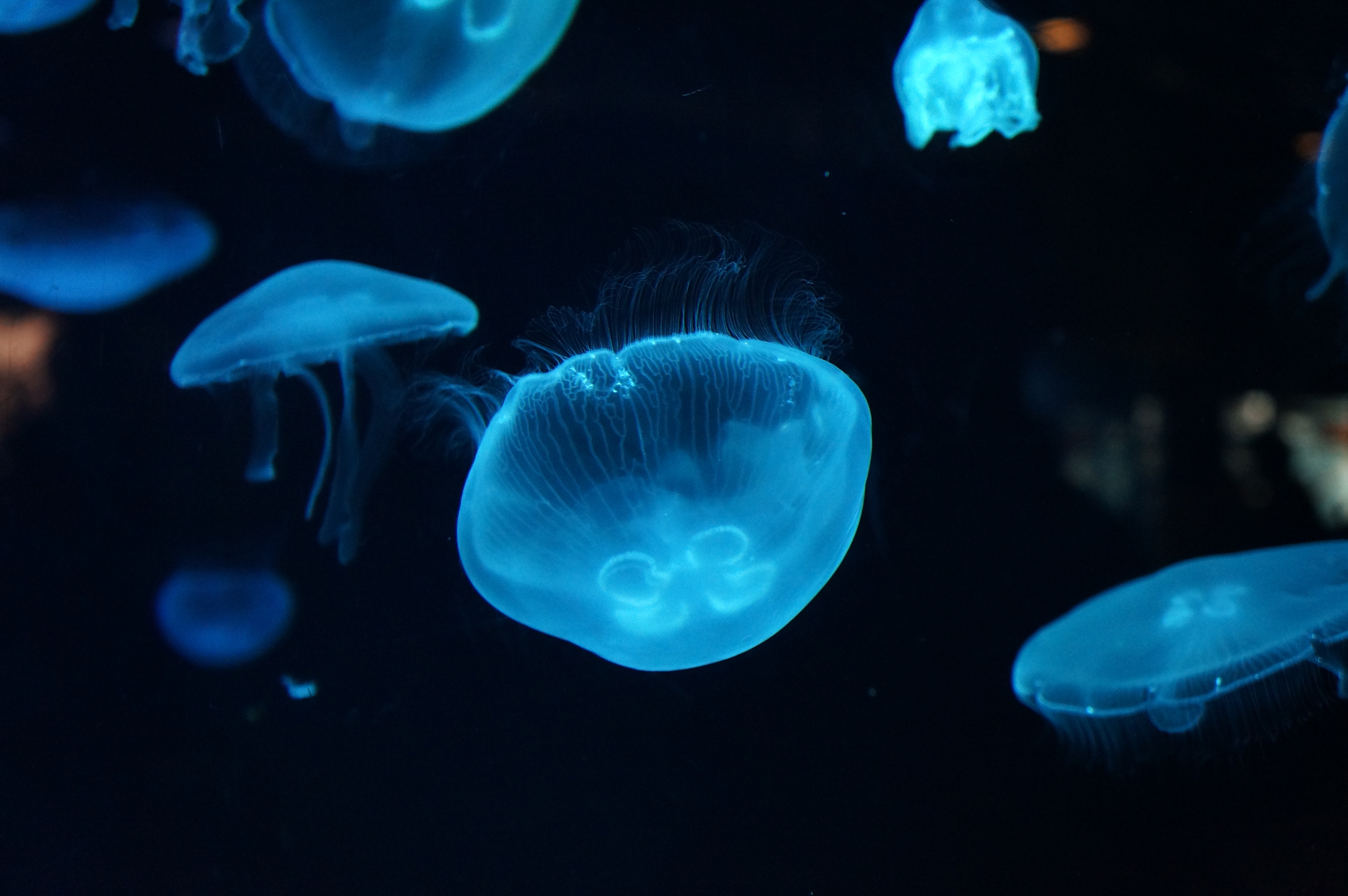 Laden Sie das Jellyfish, Es Ist Wunderschön, Tiere, Hübsch, Unterwasserwelt-Bild kostenlos auf Ihren PC-Desktop herunter