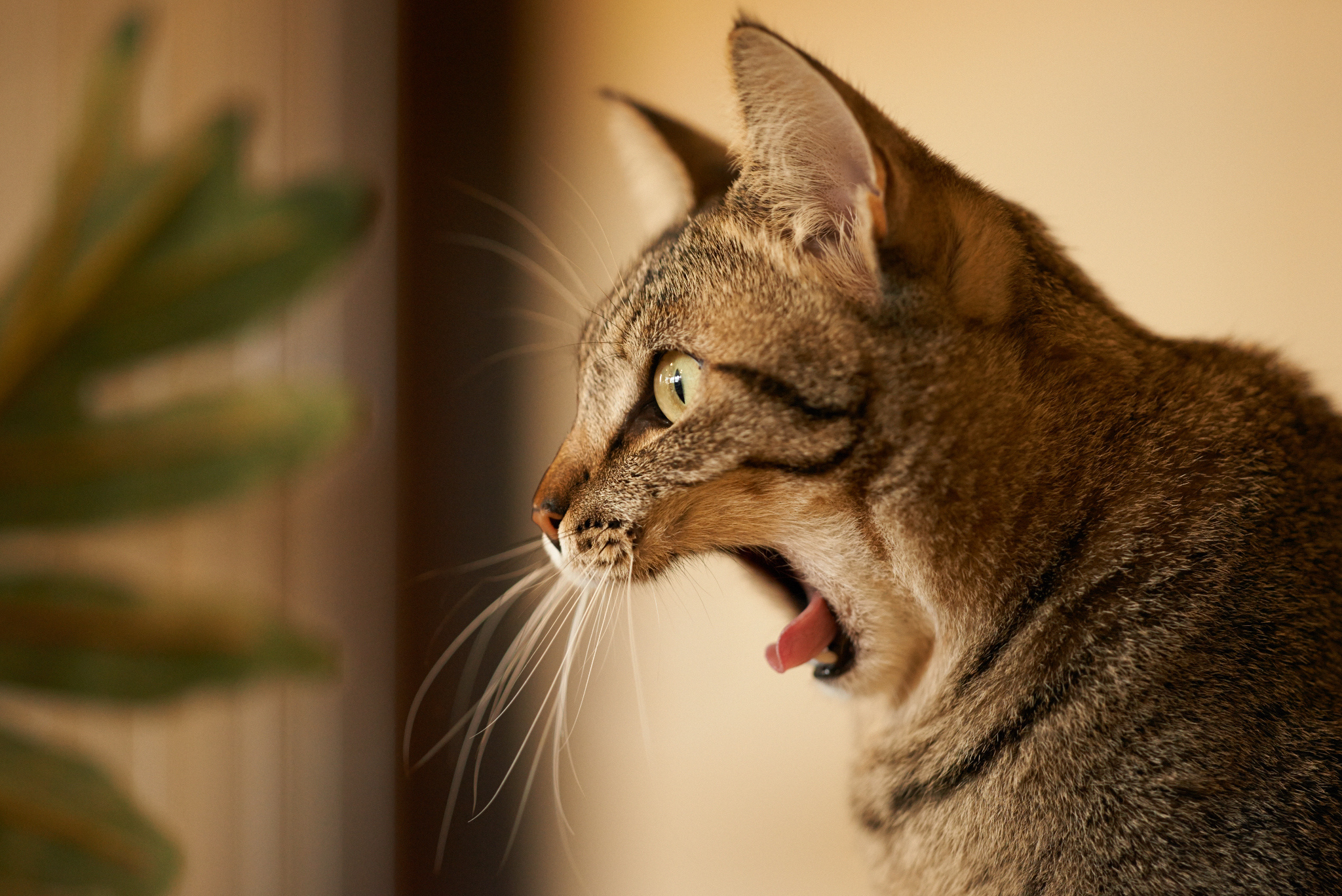 Scared cat. Морда кота сбоку. Кот зевает сбоку. Кошка в профиль. Красивая морда кошки.