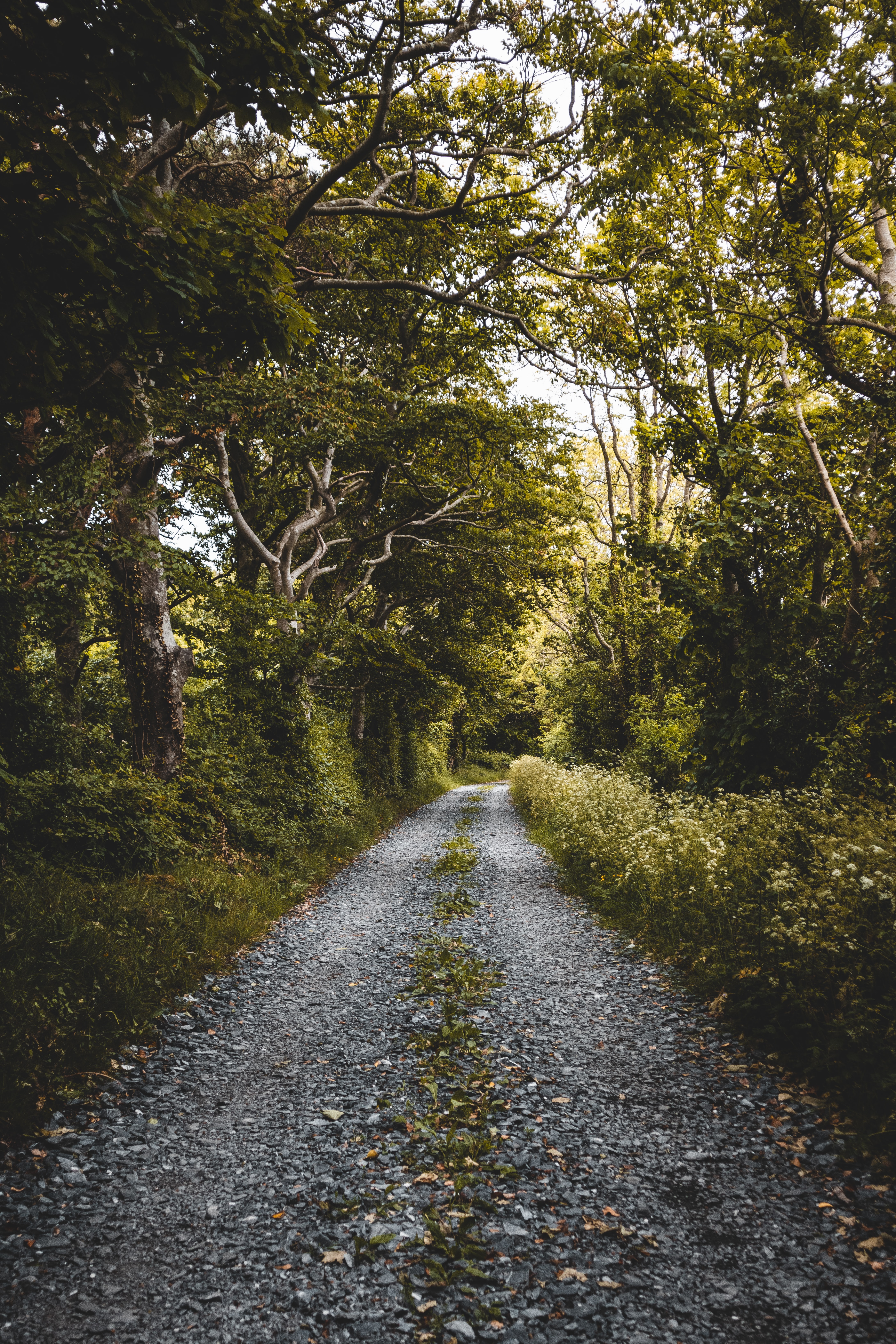 Free download wallpaper Trees, Nature, Road, Forest, Plants on your PC desktop