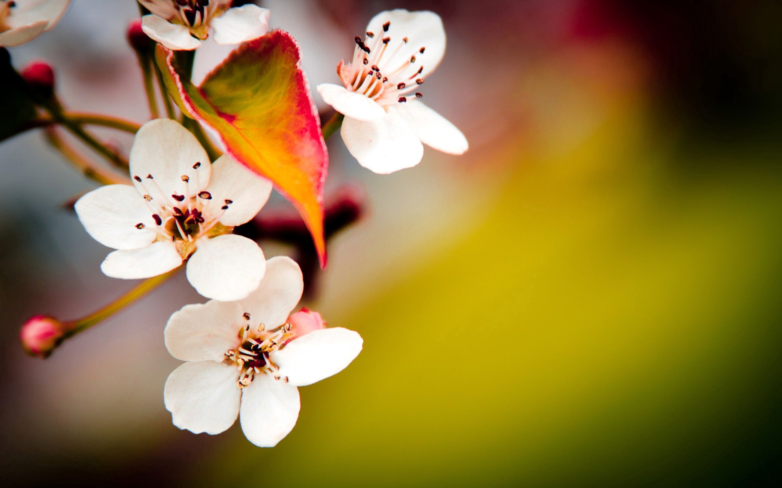 Laden Sie das Obst, Frucht, Blume, Blühen, Blühenden, Pflanze, Makro, Frühling-Bild kostenlos auf Ihren PC-Desktop herunter