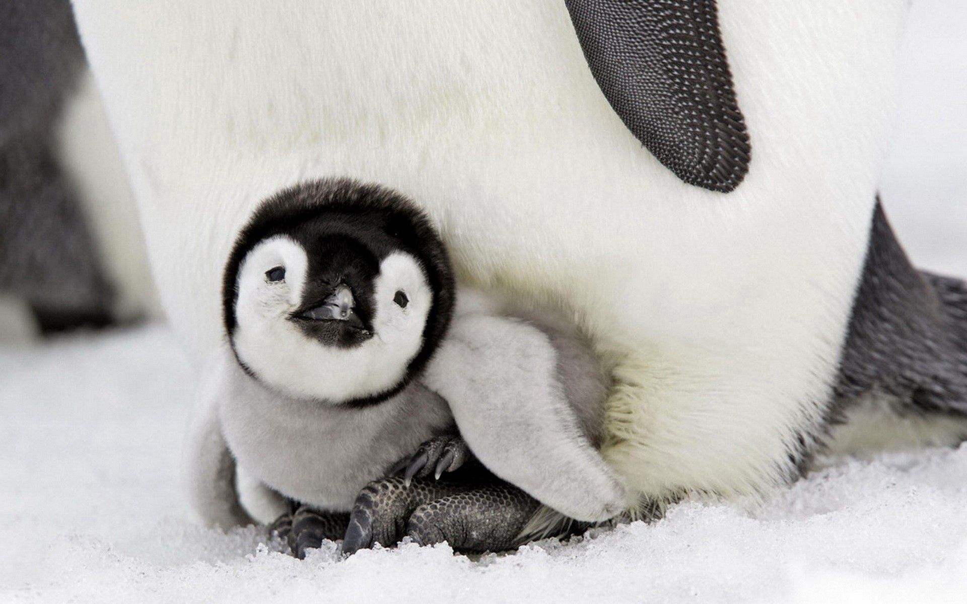 Пингвин маленький