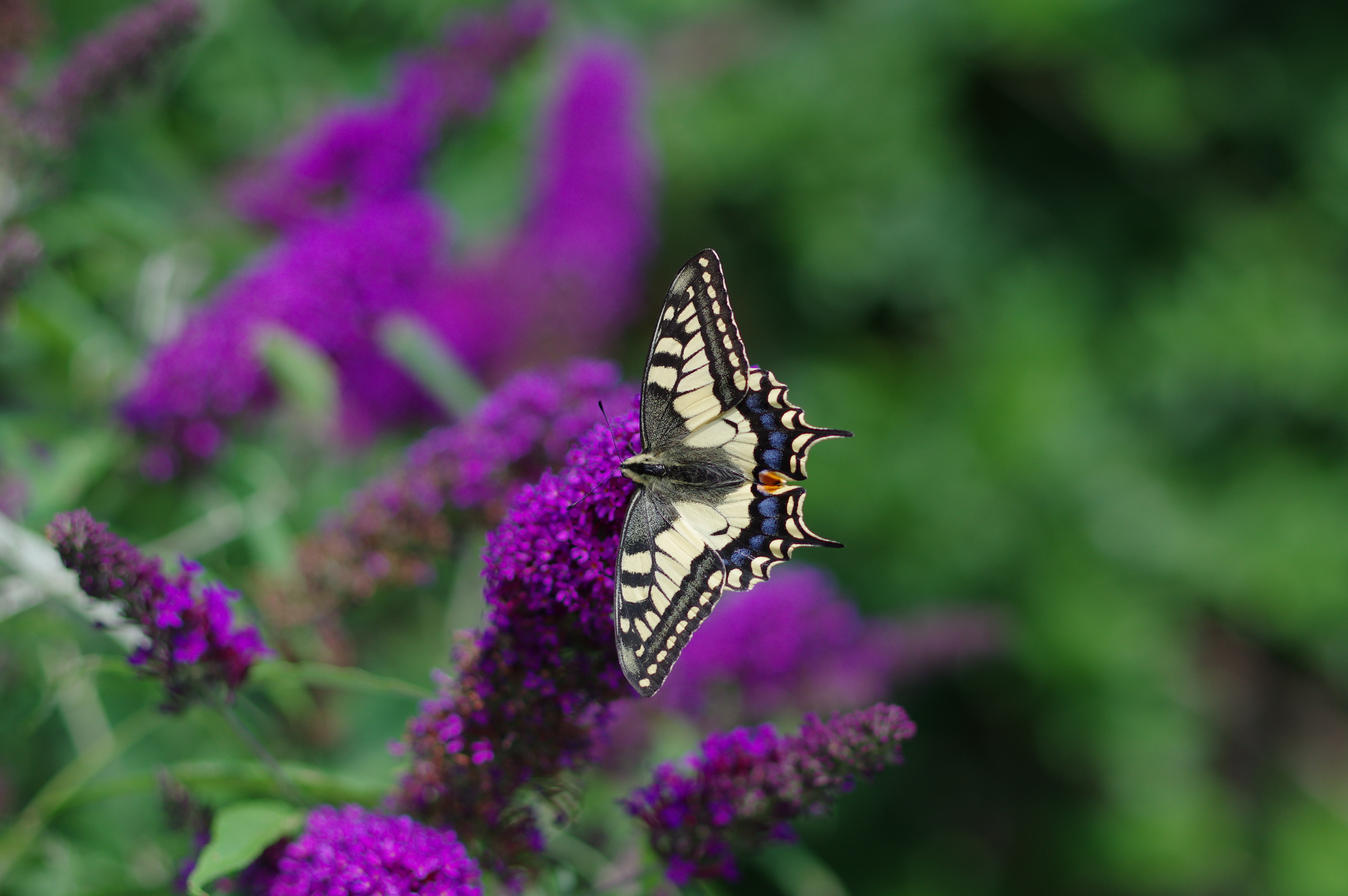 55630 скачать обои бабочка, цветы, животные, узор, крылья, тропическая - заставки и картинки бесплатно