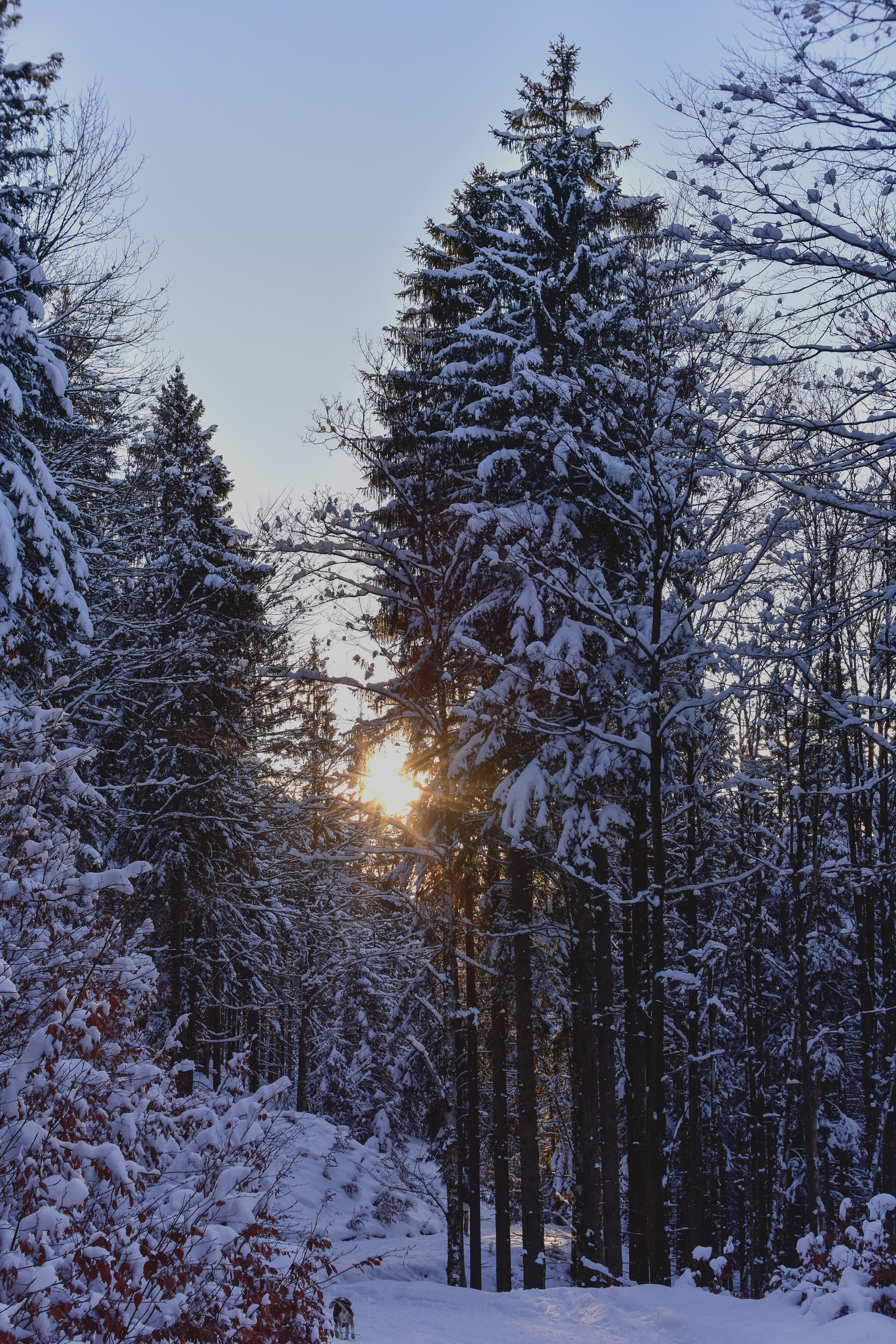 Baixar papel de parede para celular de Inverno, Árvores, Pôr Do Sol, Neve, Natureza, Floresta gratuito.