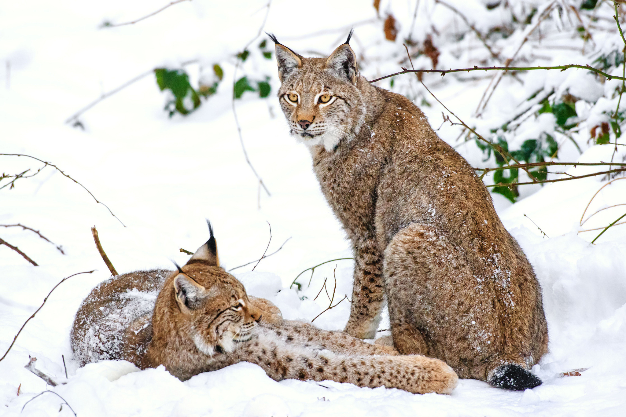 Рысь обыкновенная Lynx Lynx Linnaeus, 1758