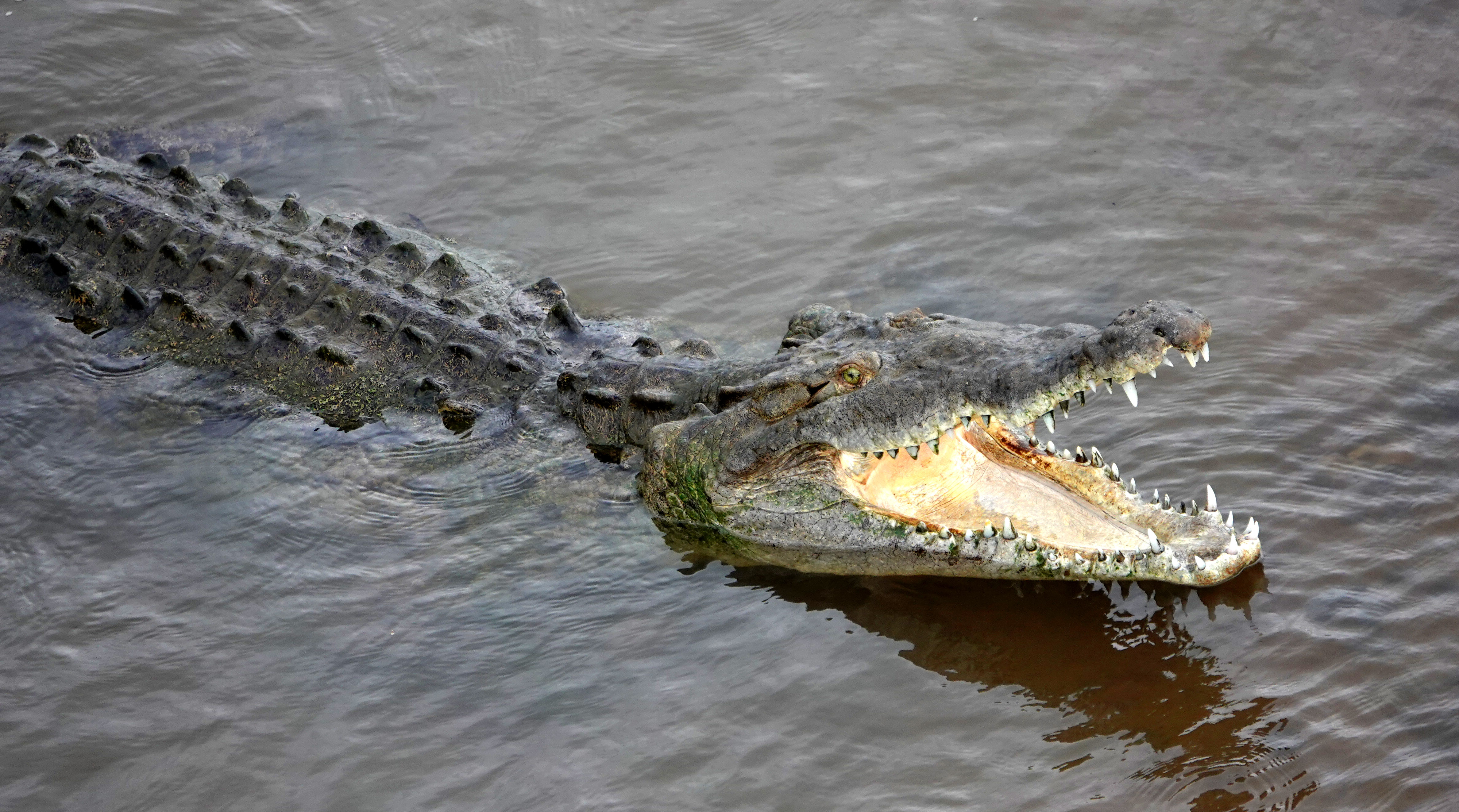 471493 Bild herunterladen tiere, krokodil, amerikanisches krokodil, costa rica, reptil, reptilien - Hintergrundbilder und Bildschirmschoner kostenlos