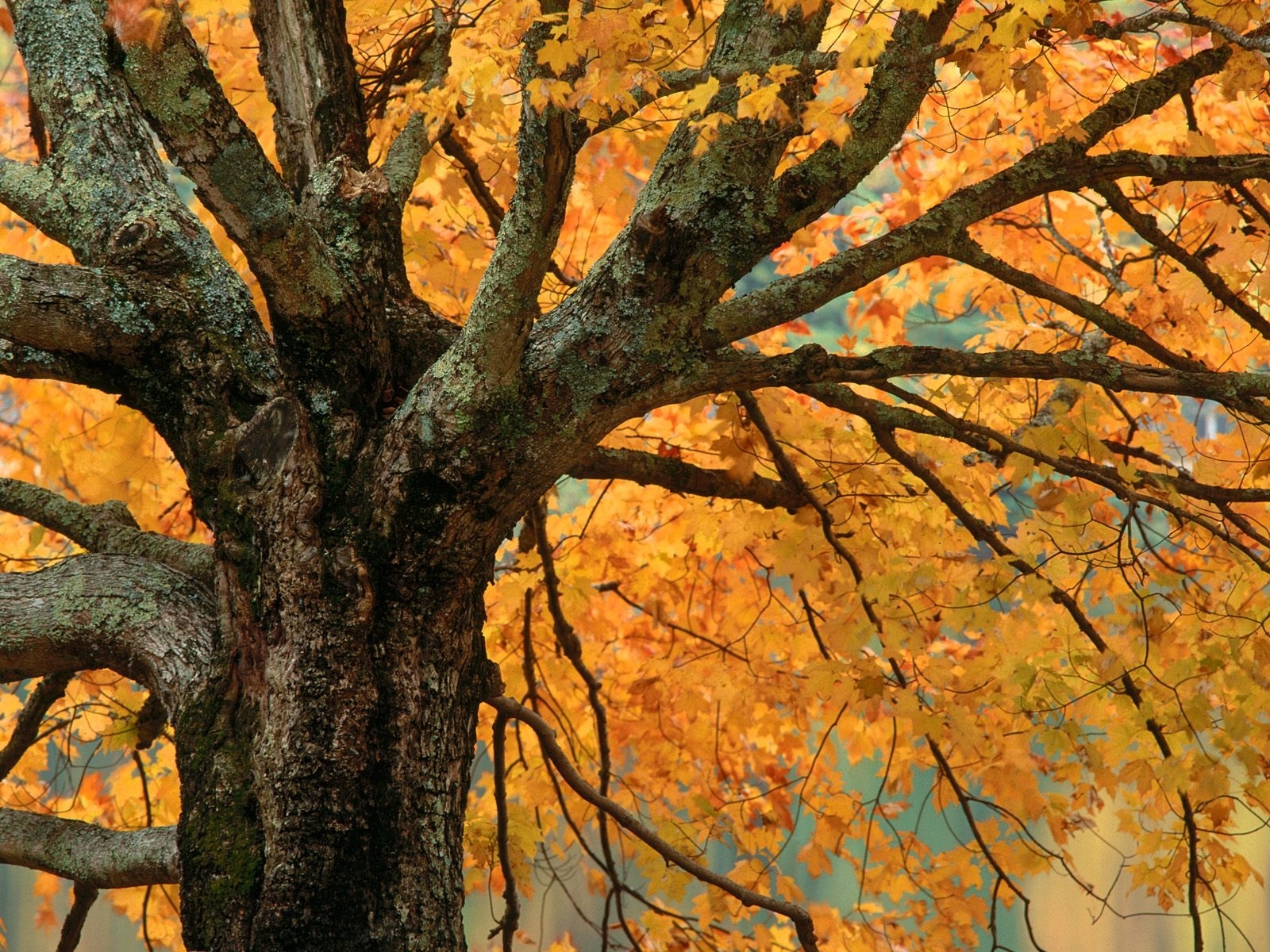 Скачать картинку Деревья, Растения, Осень в телефон бесплатно.