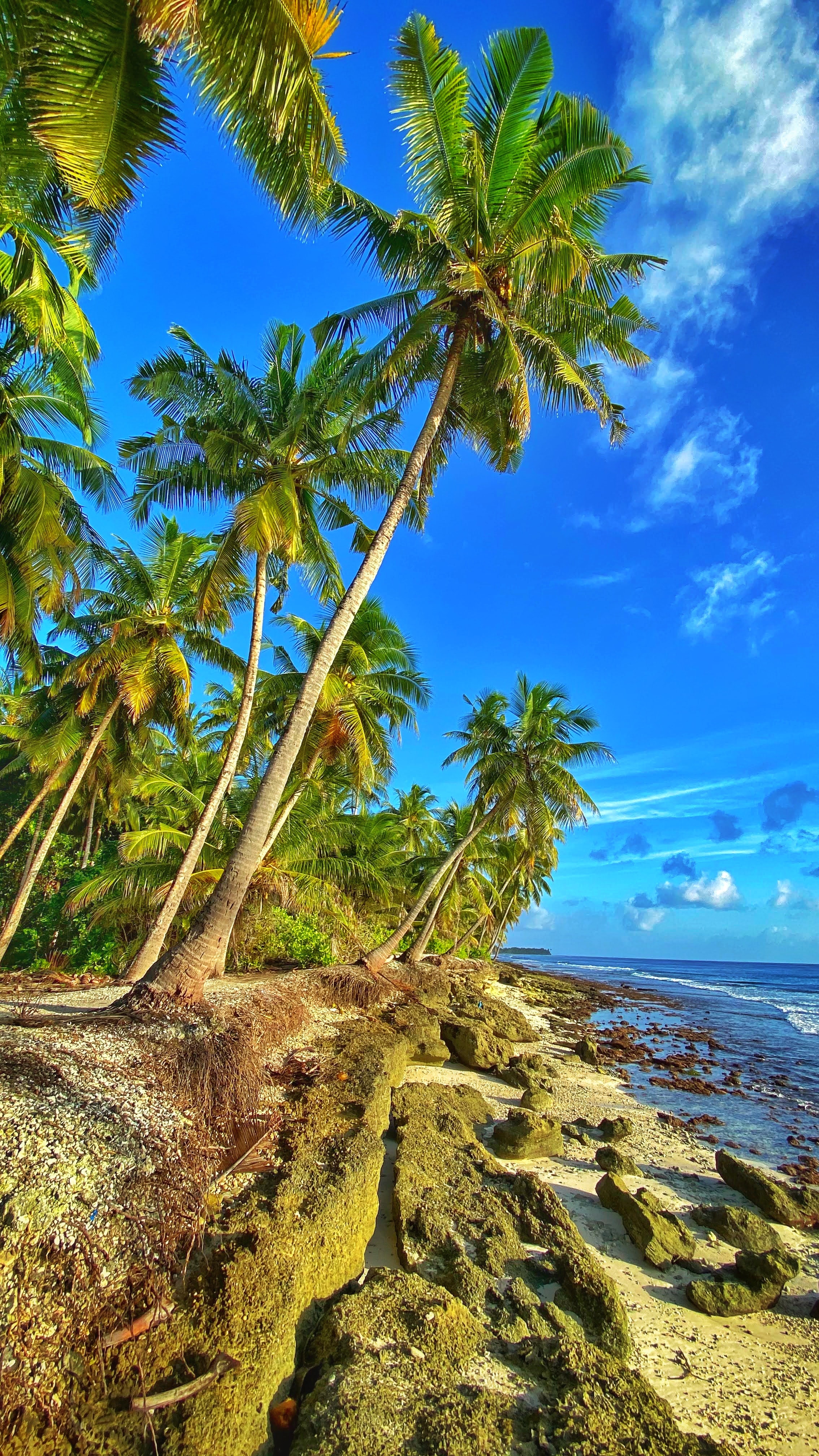 sky, sea, nature, coast, palms HD wallpaper