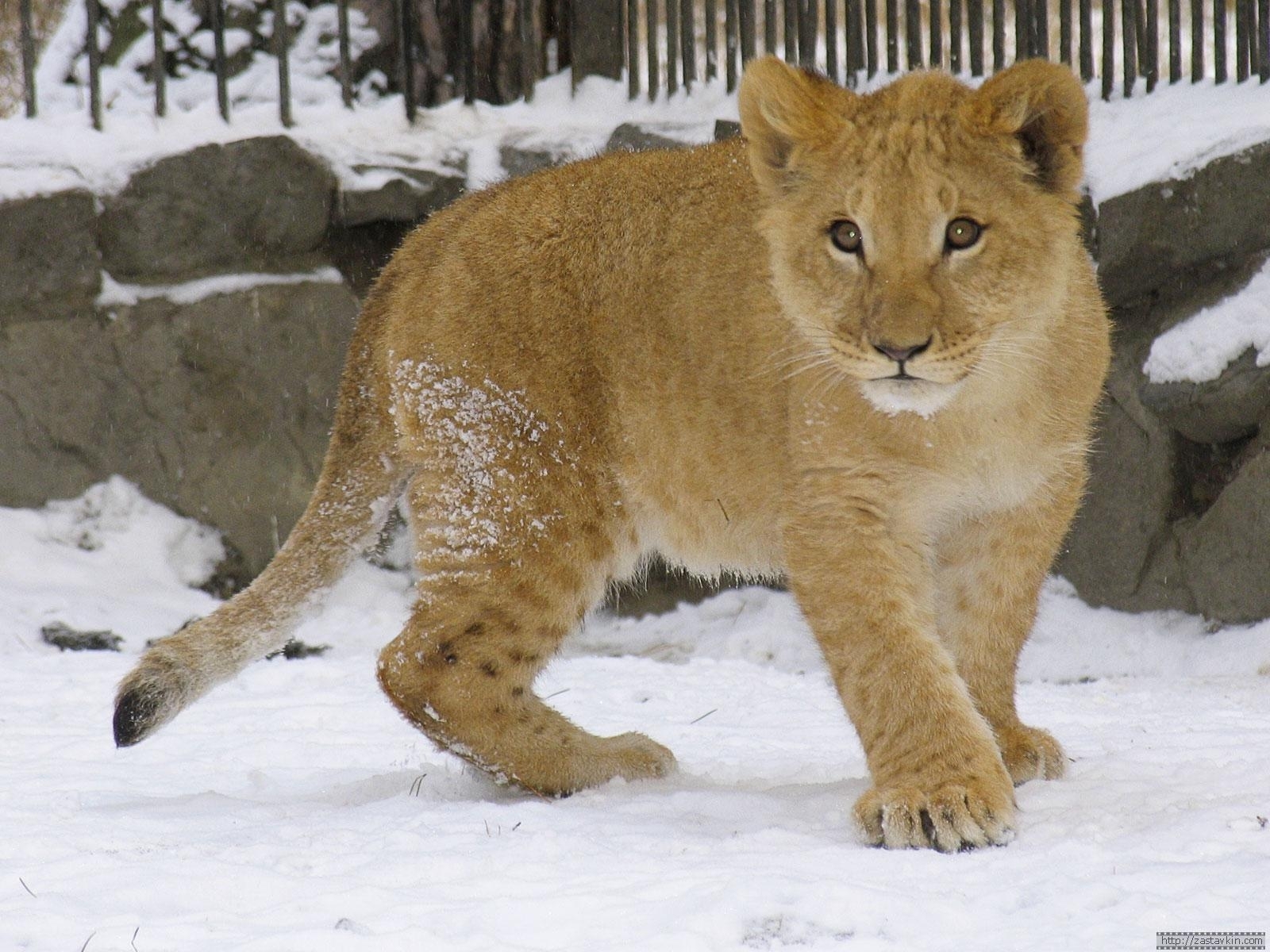 Download mobile wallpaper Winter, Animals, Lions for free.