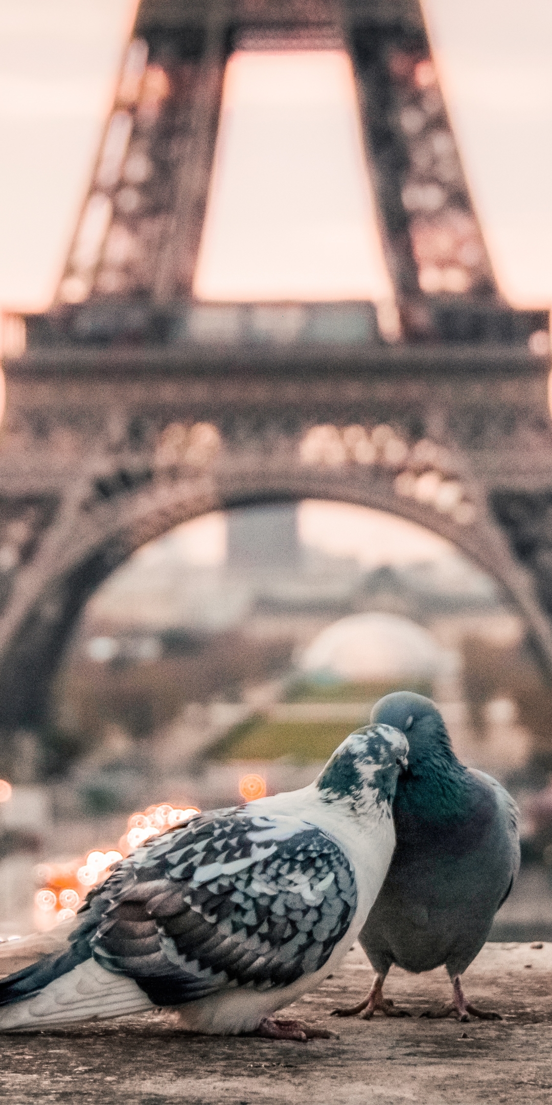 париж голуби