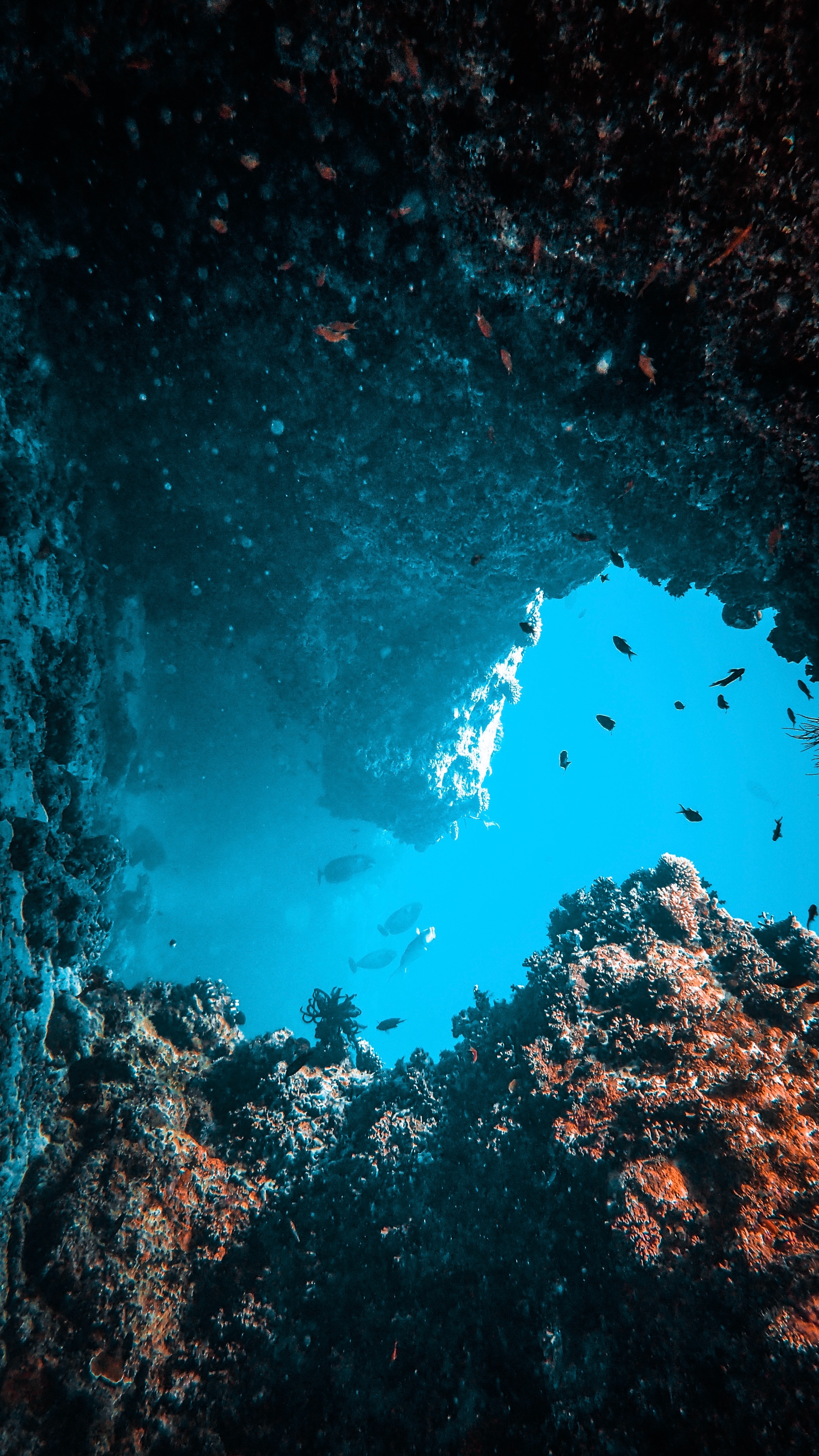underwater world, water, coral, nature, fishes, seaweed, algae download HD wallpaper
