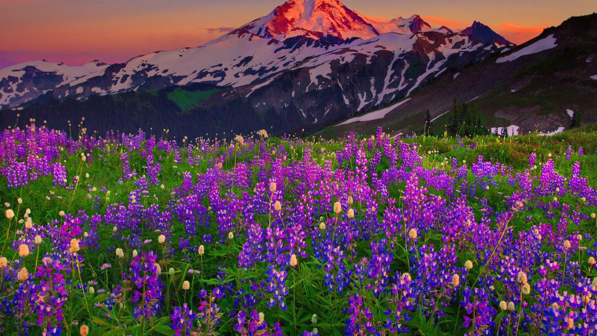 цветы на фоне гор