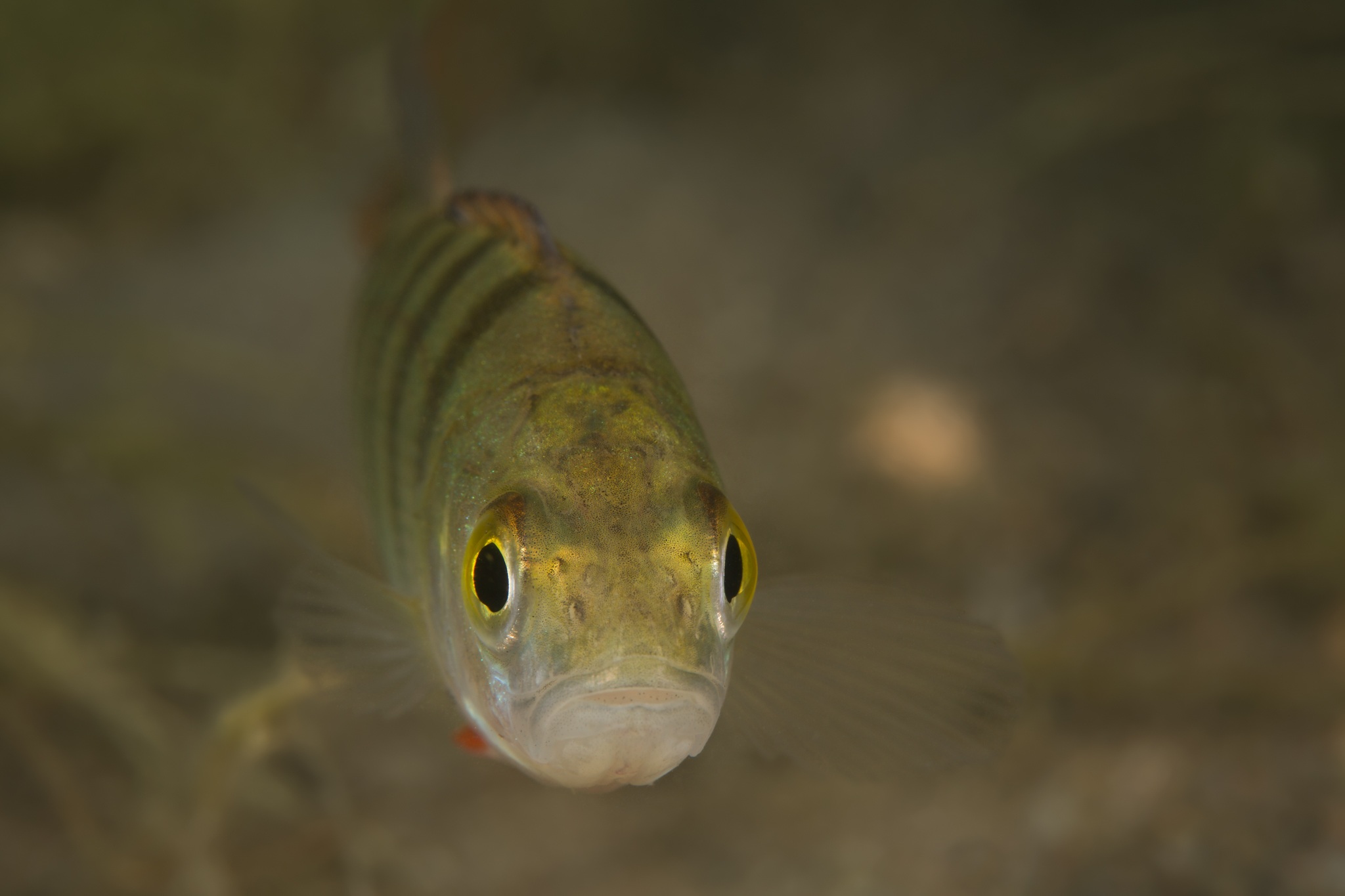 animal, fish, close up, perch, fishes Panoramic Wallpaper