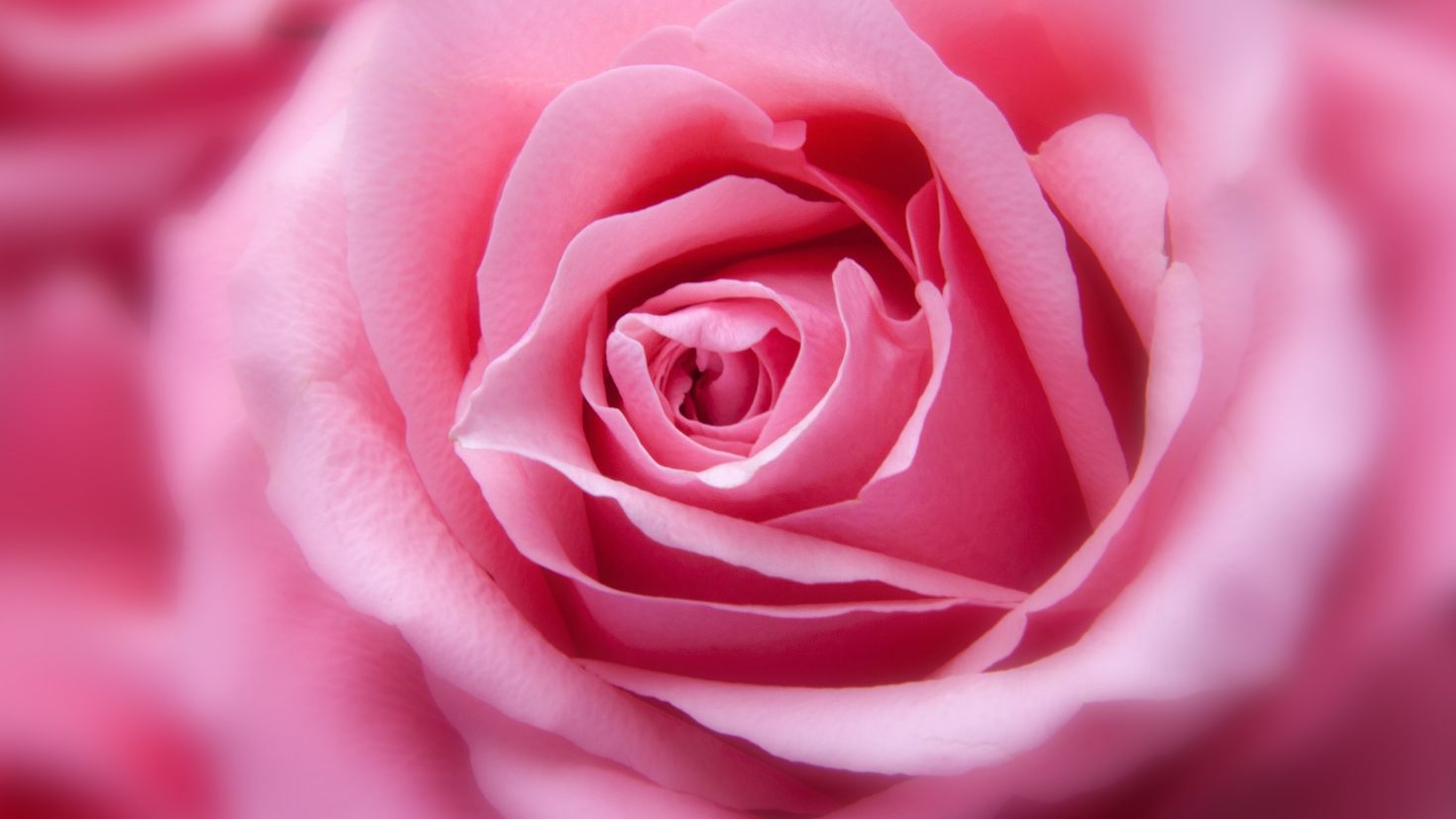 Красивые цветы крупным планом. Розы Пинк Фловерс.