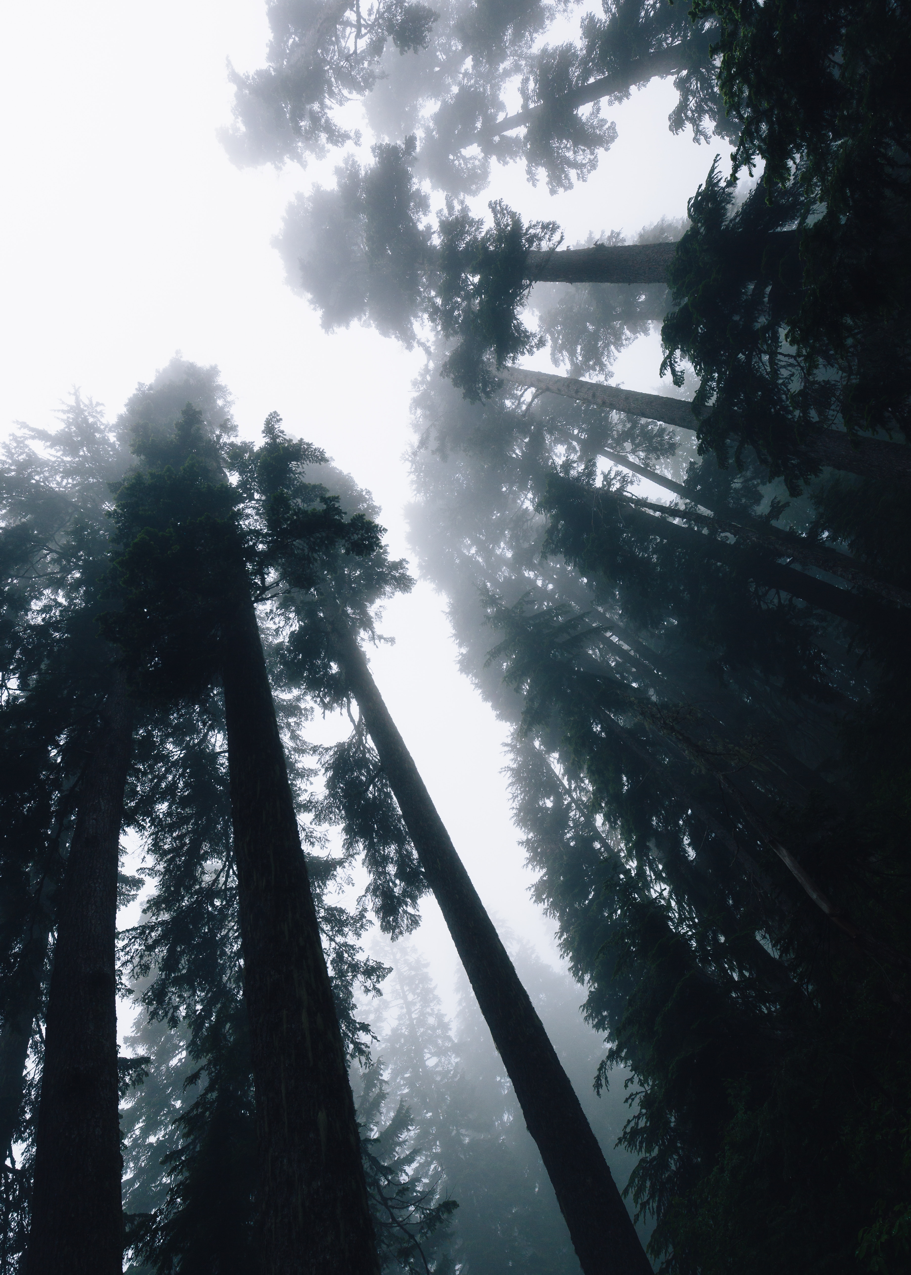 Download mobile wallpaper Forest, Sky, Bottom View, Nature, Trees, Fog, Shine, Light for free.
