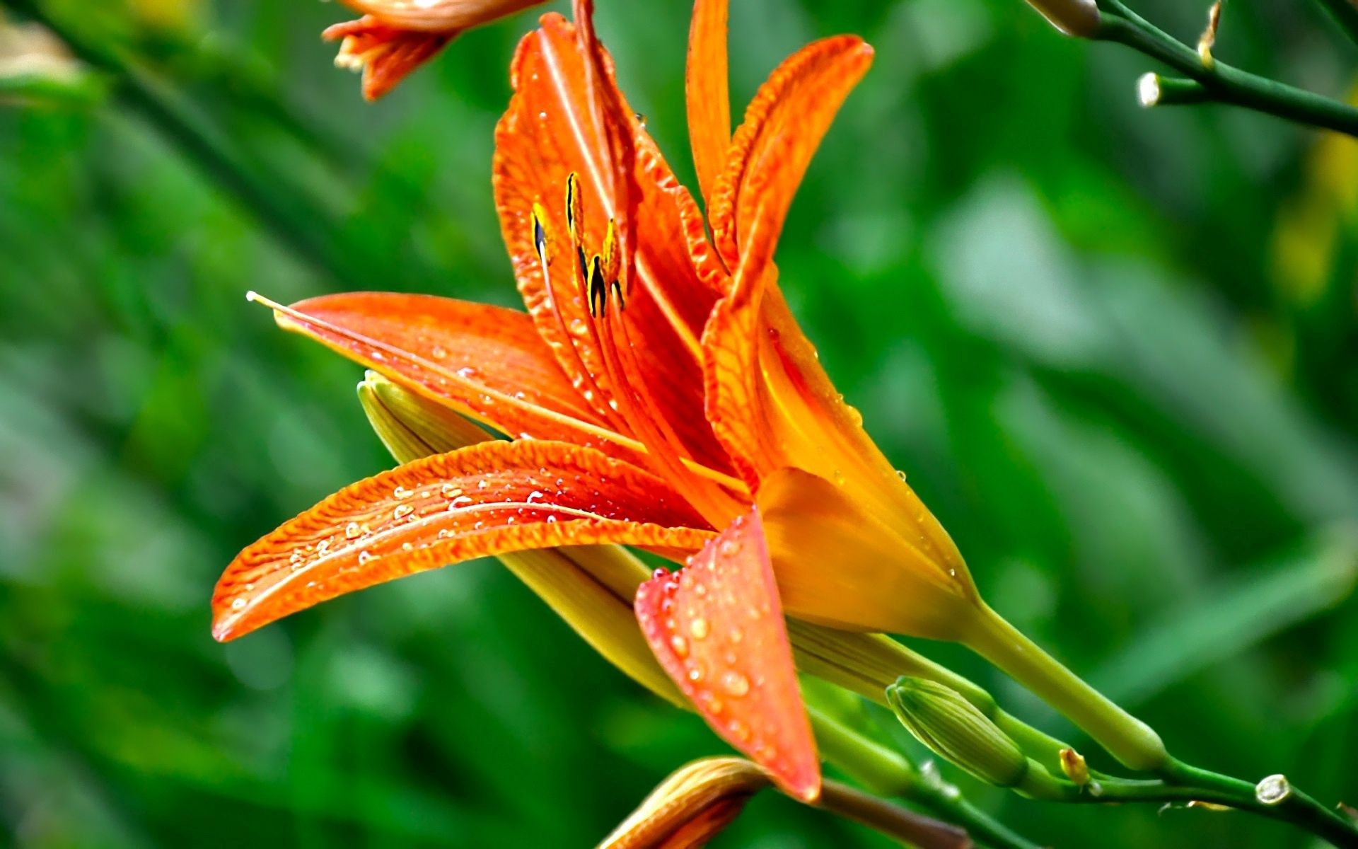 Free download wallpaper Flowers, Drops, Flower, Close Up, Greens, Lily on your PC desktop