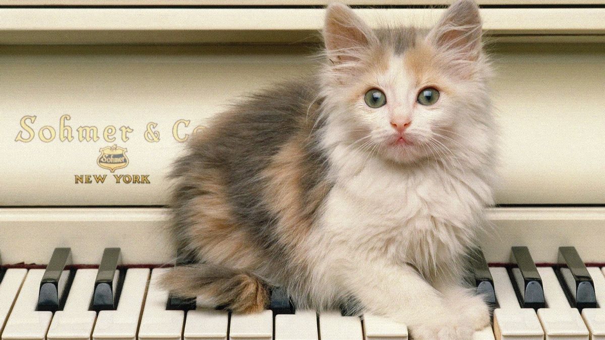 Музыкальных кошечек. Музыкальный кот. Коты музыканты. Кот на пианино. Кошачье фортепиано.