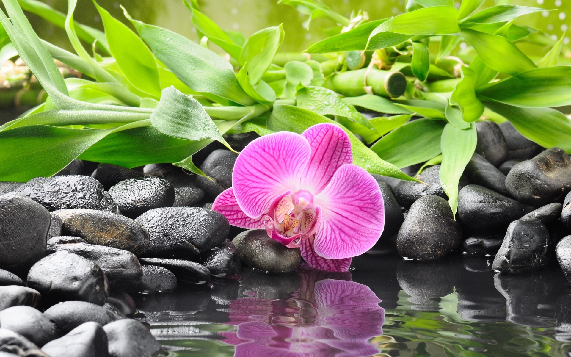 Цветок орхидеи