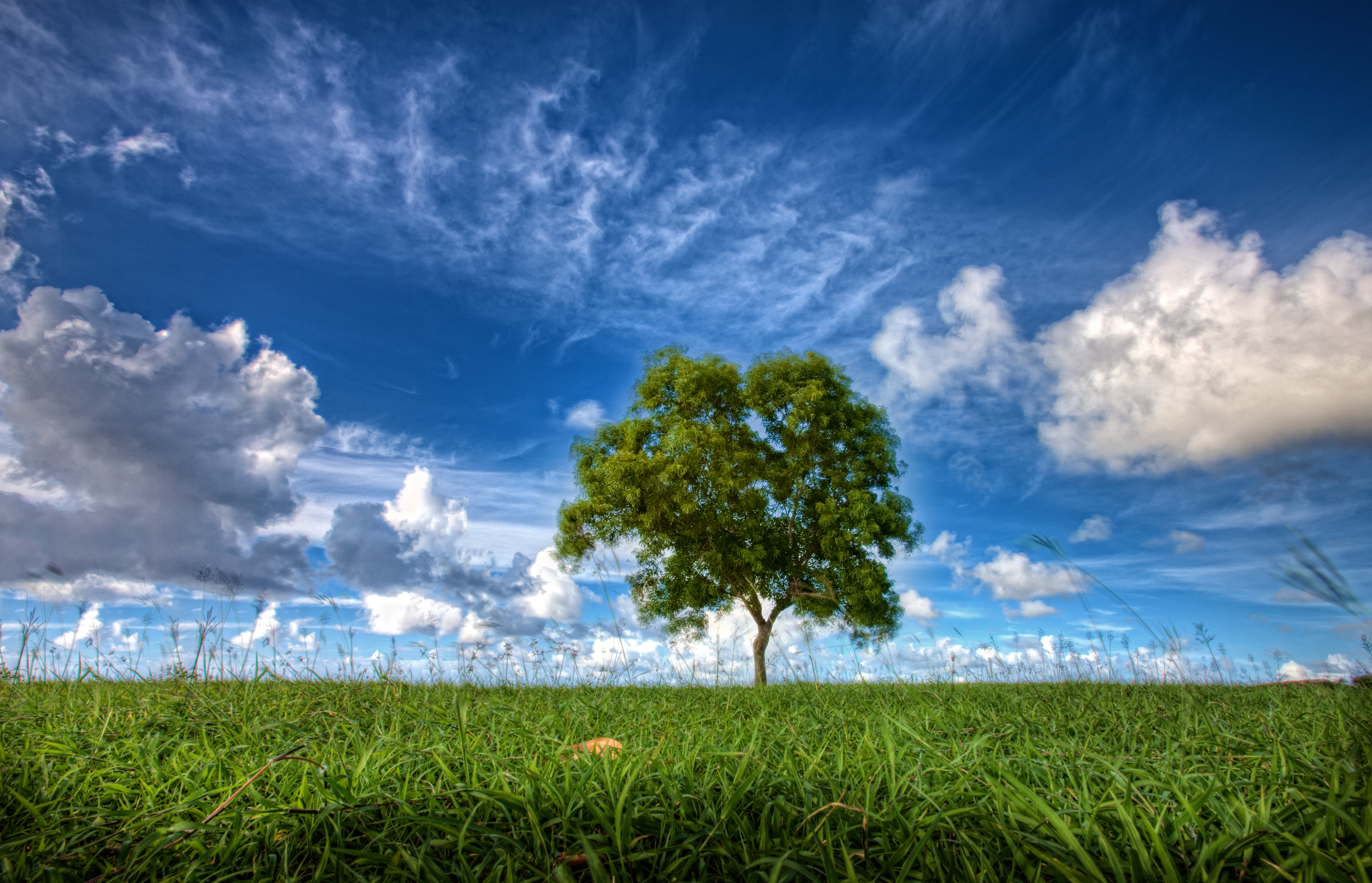 field, tree, nature, sky, wood Smartphone Background