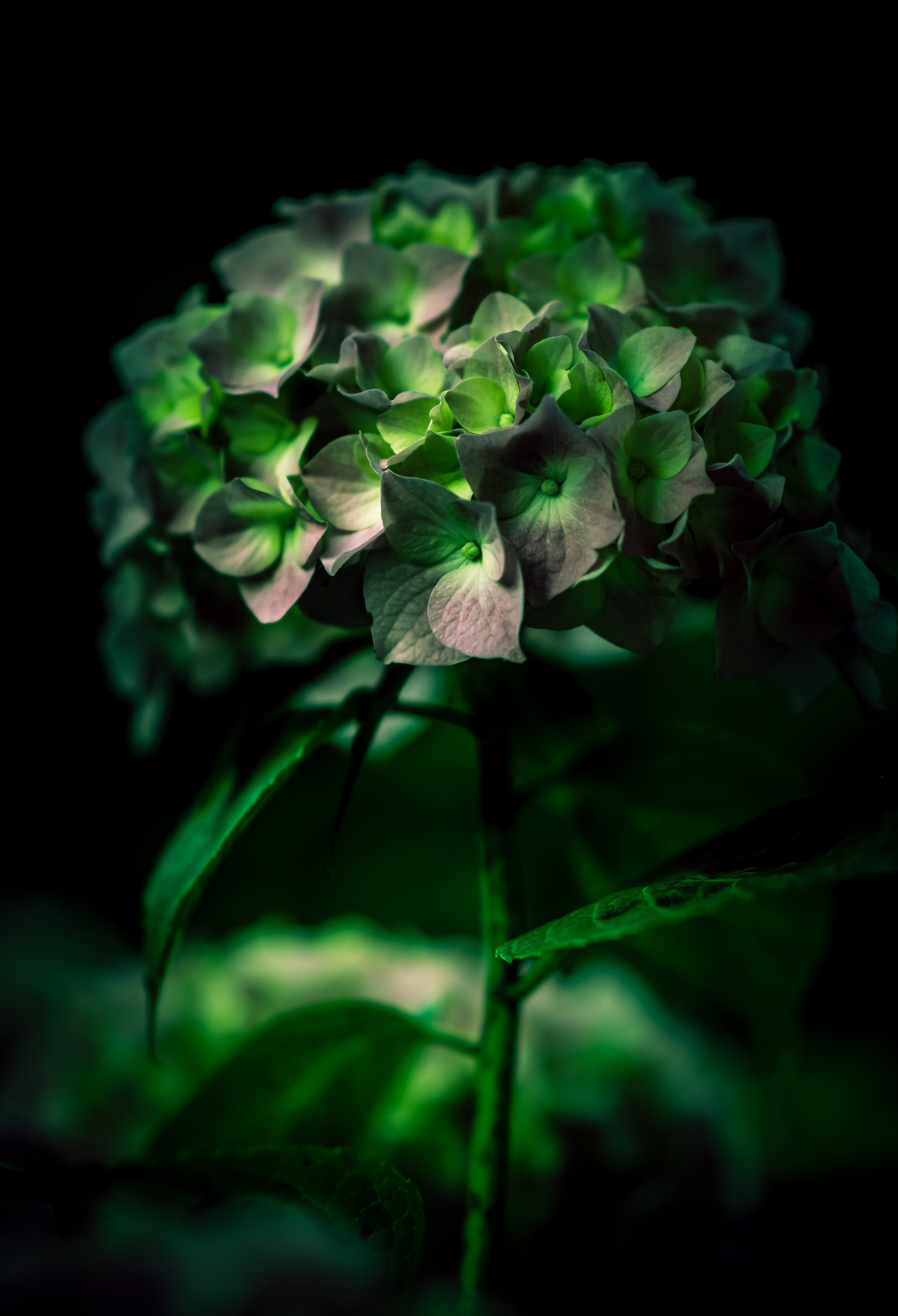 hydrangea, green, flower, macro, close up UHD