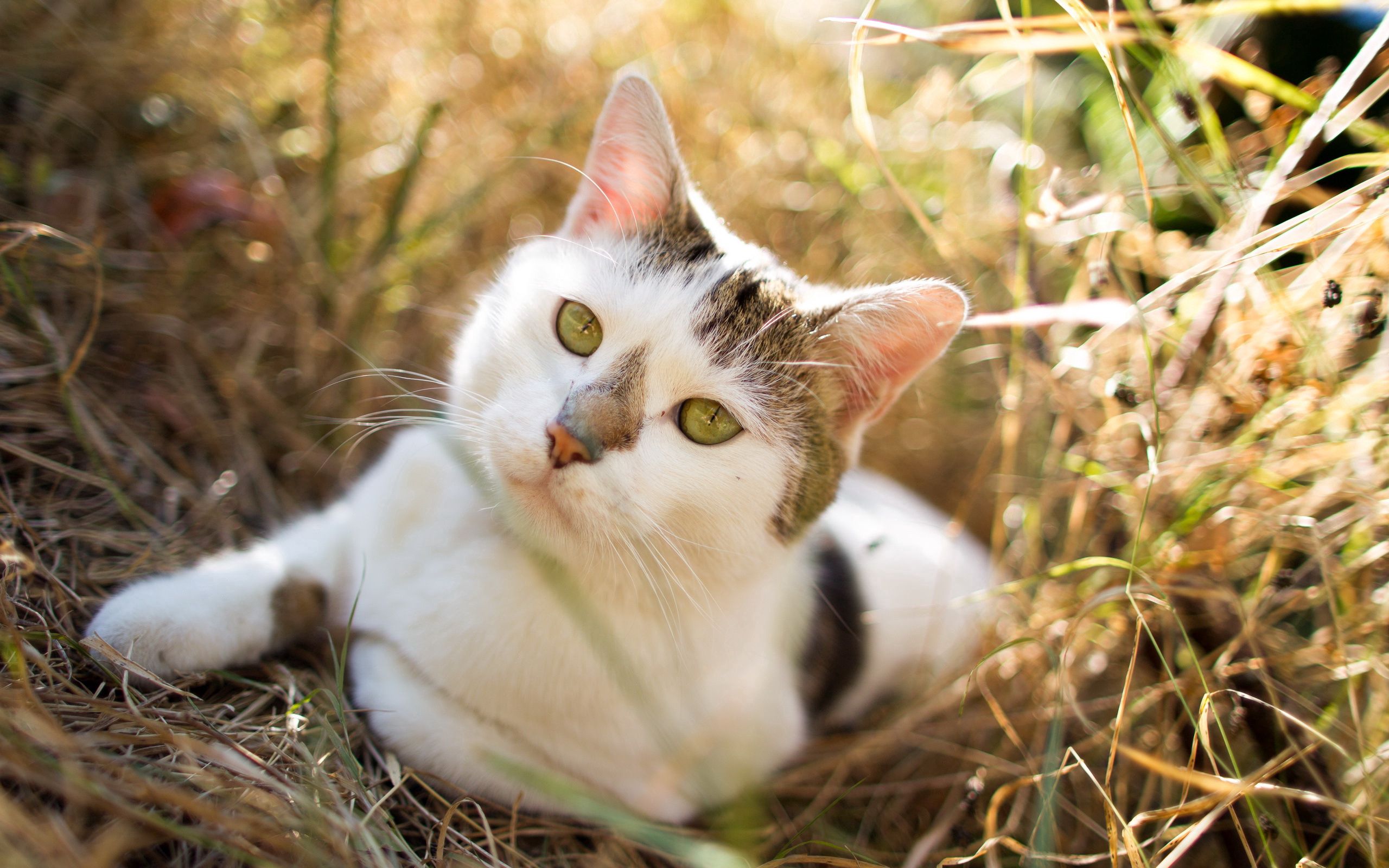 Laden Sie das Katze, Grass, Lügen, Liegt, Fleckig, Tiere, Gefleckt-Bild kostenlos auf Ihren PC-Desktop herunter