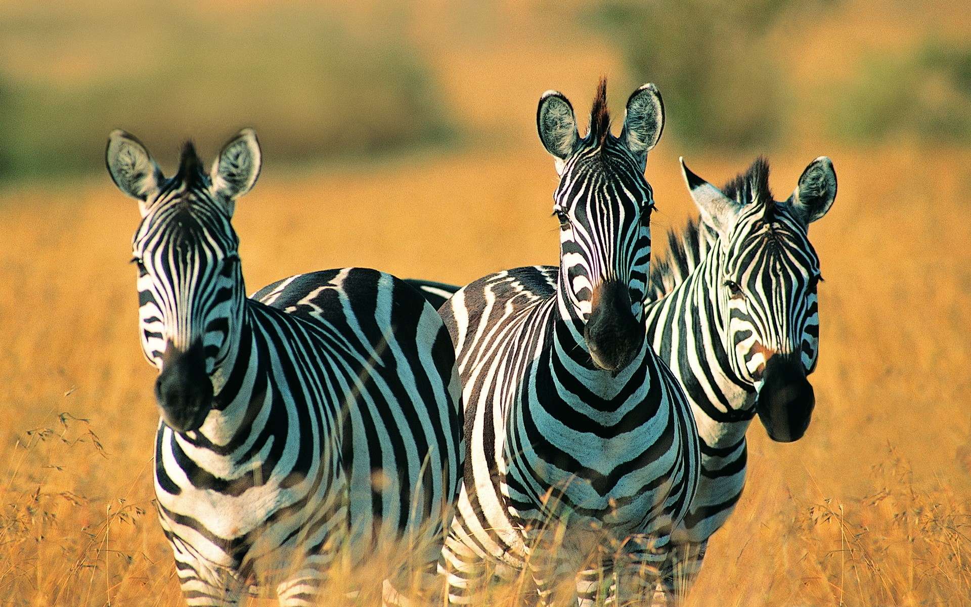 zebra, animal UHD