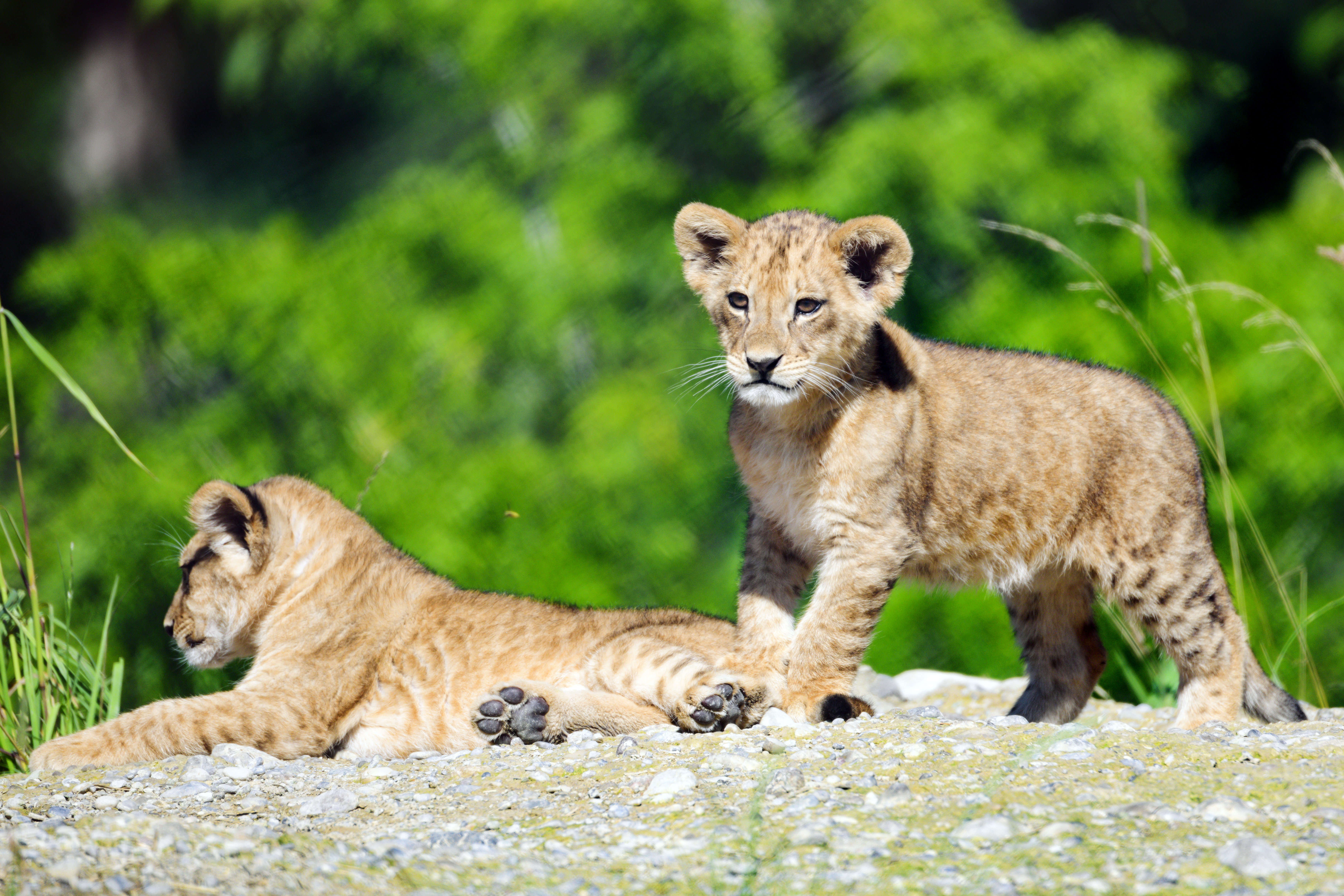 Download mobile wallpaper Young, Sweetheart, Joey, Animals, Nice, Lion Cub, Wildlife, Lion for free.