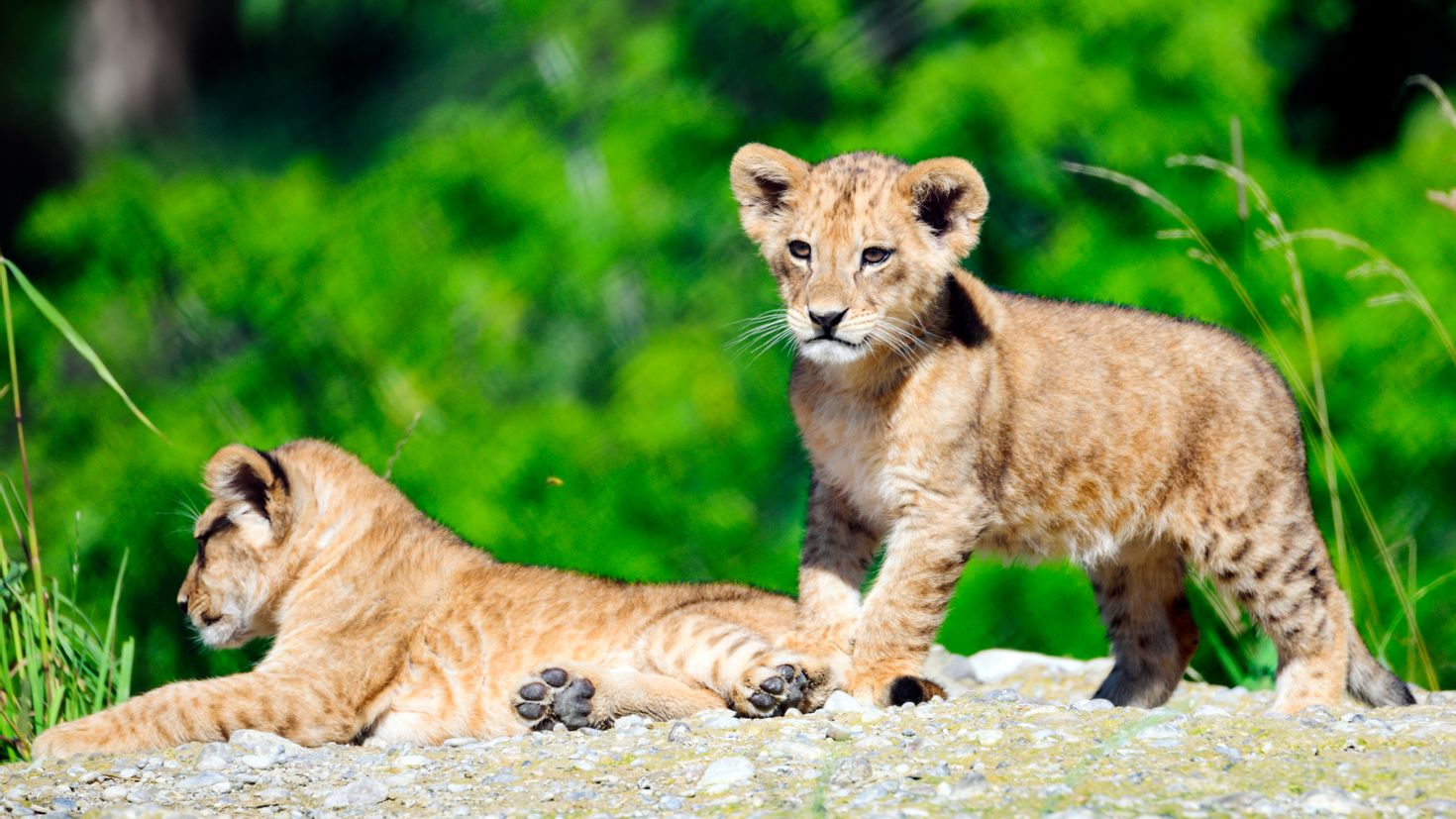 Lion cub. Львенок. Заставка на рабочий стол львята. Львенок сидит. Львёнок играющий.