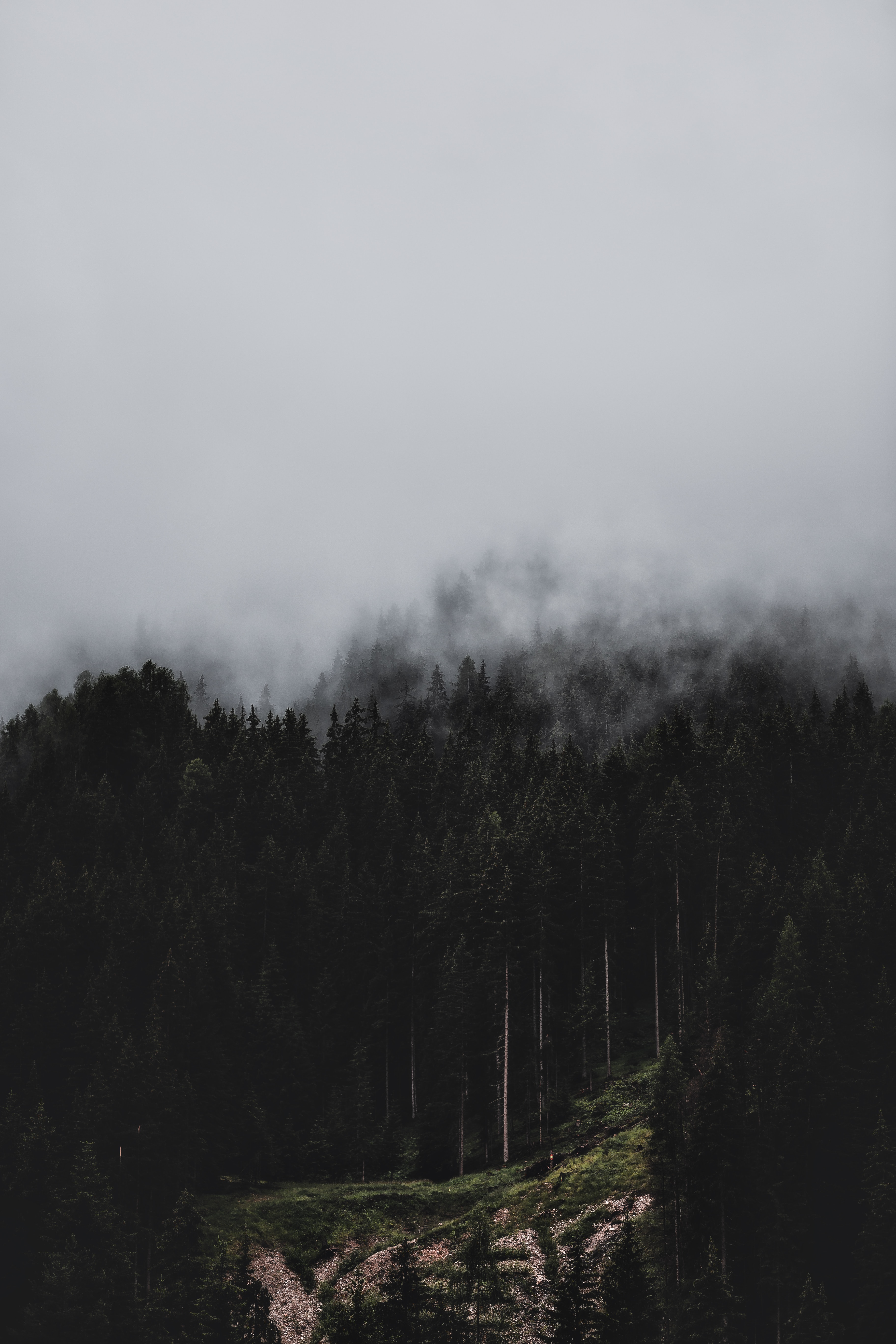 Download mobile wallpaper Fog, Pine, Trees, Forest, Nature for free.