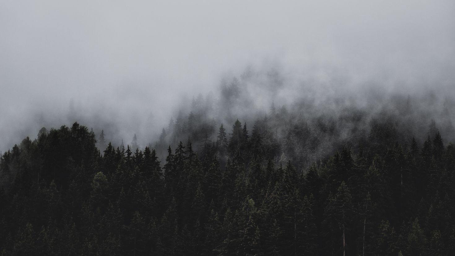 Сквозь лес и дым геншин. Туманный лес. Туман над лесом. Лес в тумане. Темный туман.