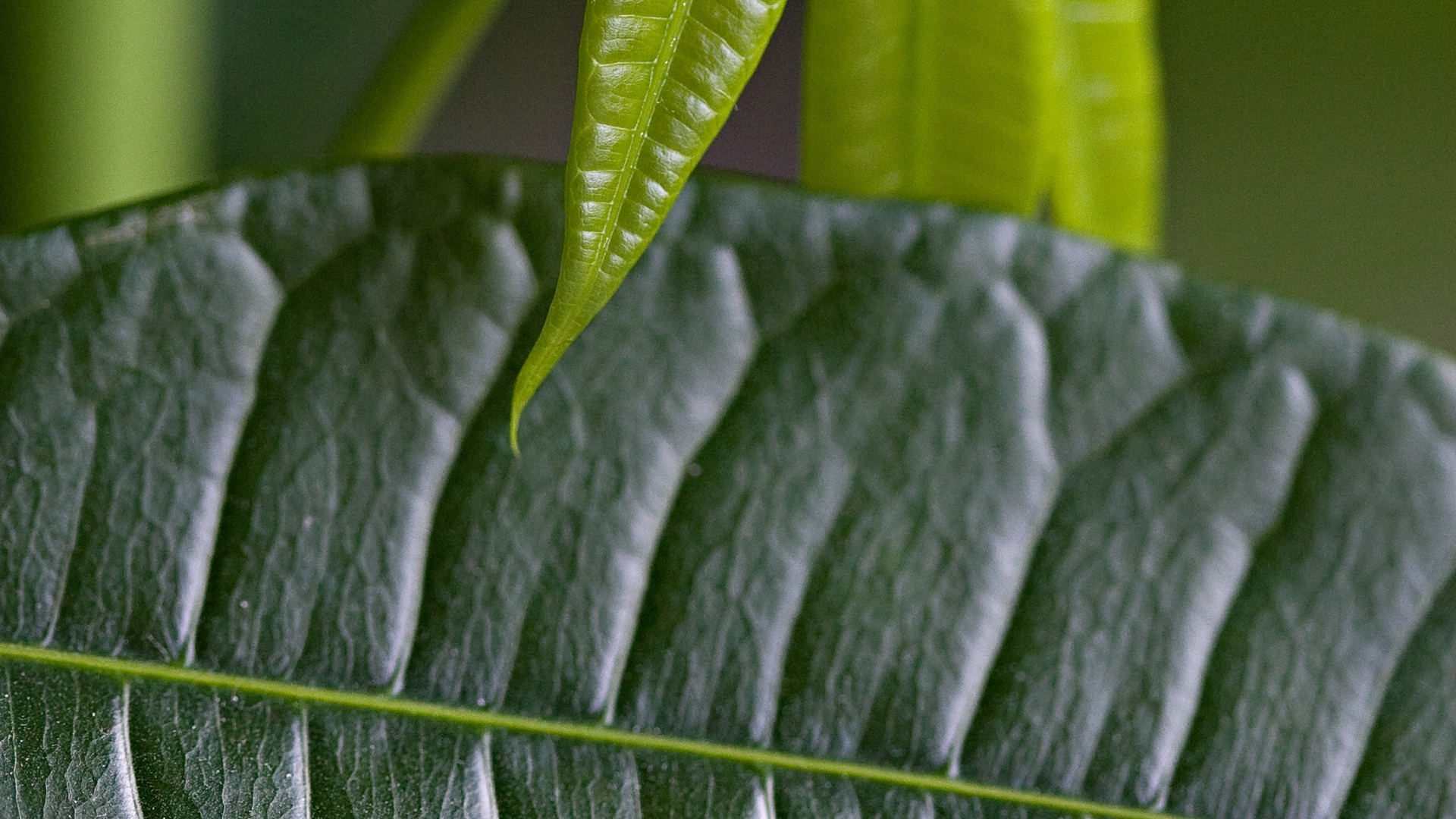 Handy-Wallpaper Pflanzen, Blätter kostenlos herunterladen.