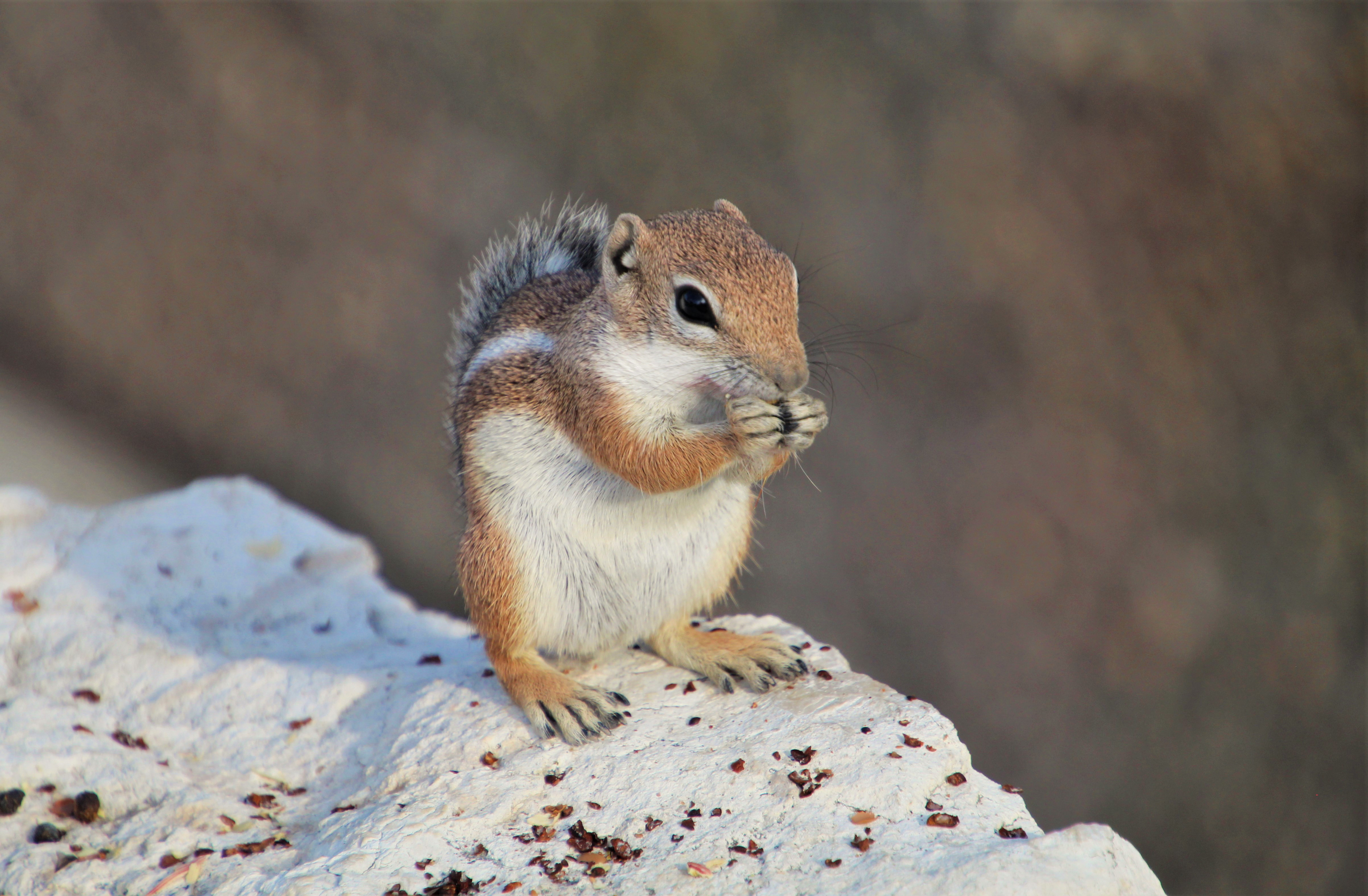 Download mobile wallpaper Rock, Animals, Fluffy, Rodent, Stone, Animal, Chipmunk for free.