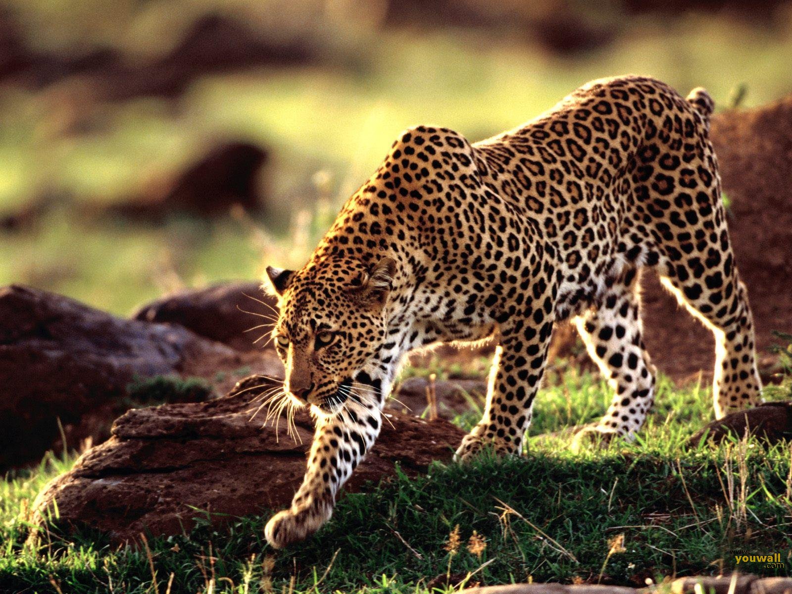 179339 Hintergrundbild herunterladen tiere, leopard, katzen - Bildschirmschoner und Bilder kostenlos